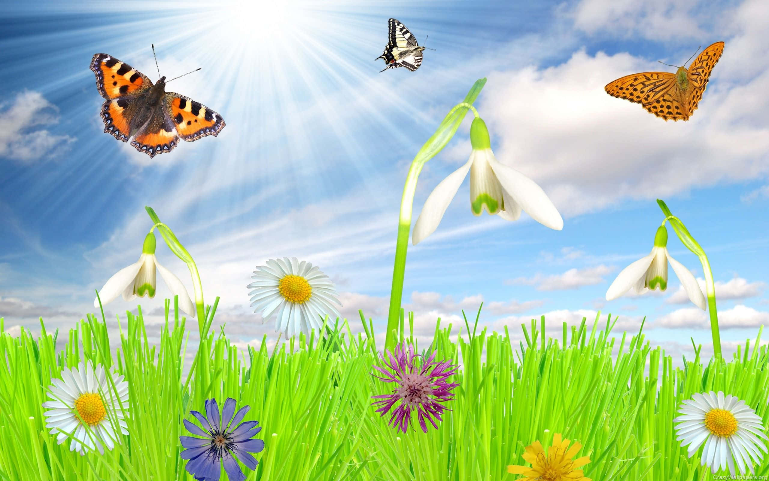 Spring Butterflies 桌布 壁紙 — 色彩繽紛的蝴蝶在陽光明媚的草地上翩翩起舞，草地上有雛菊、雪花蓮和紫色花朵，襯托著明亮的藍天。