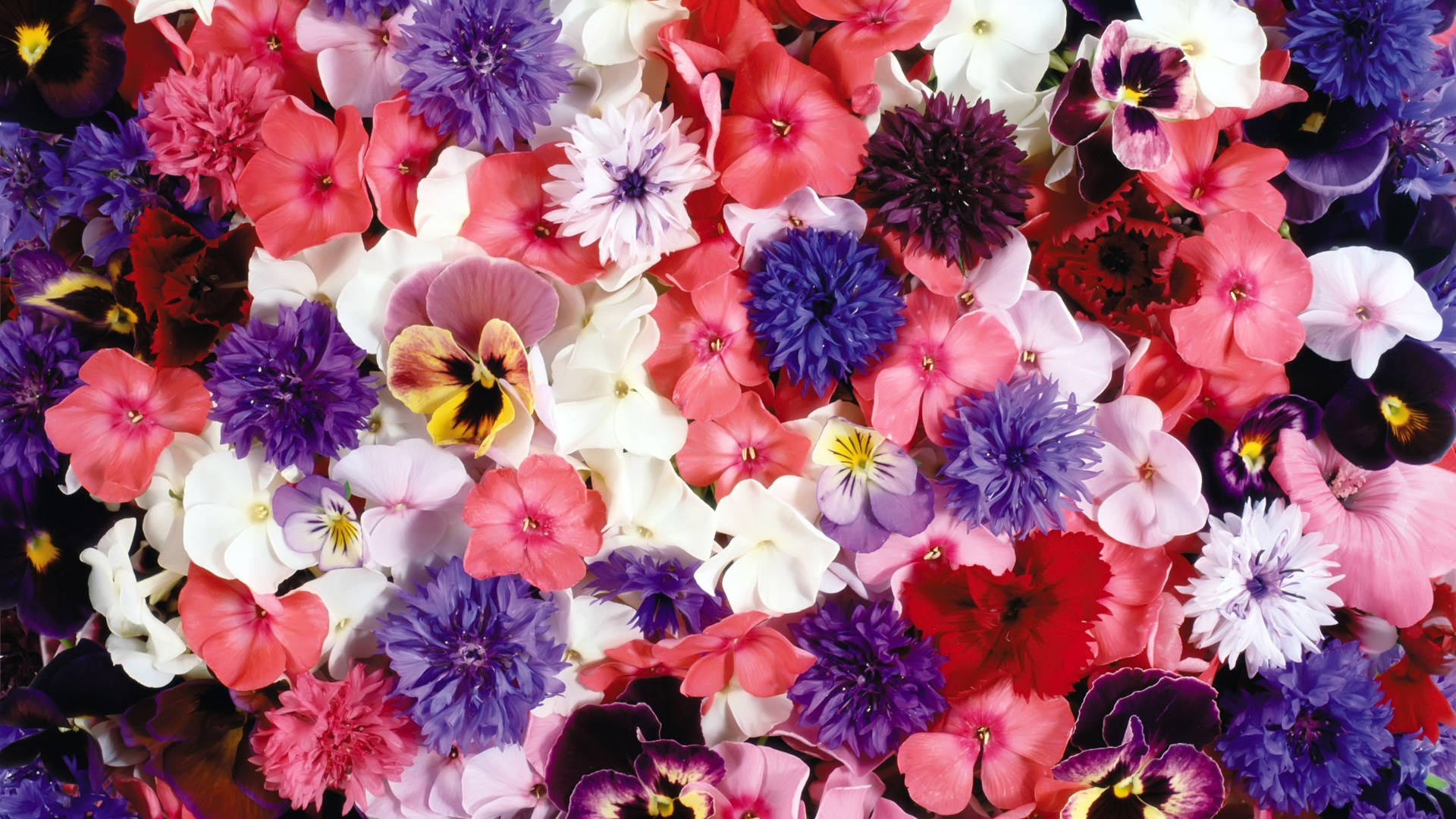Flower Bouquet 桌布 壁紙 — 色彩繽紛的近距離特寫，包括粉紅色、紫色、白色和紅色的各種花朵，密密麻麻地堆在一起。