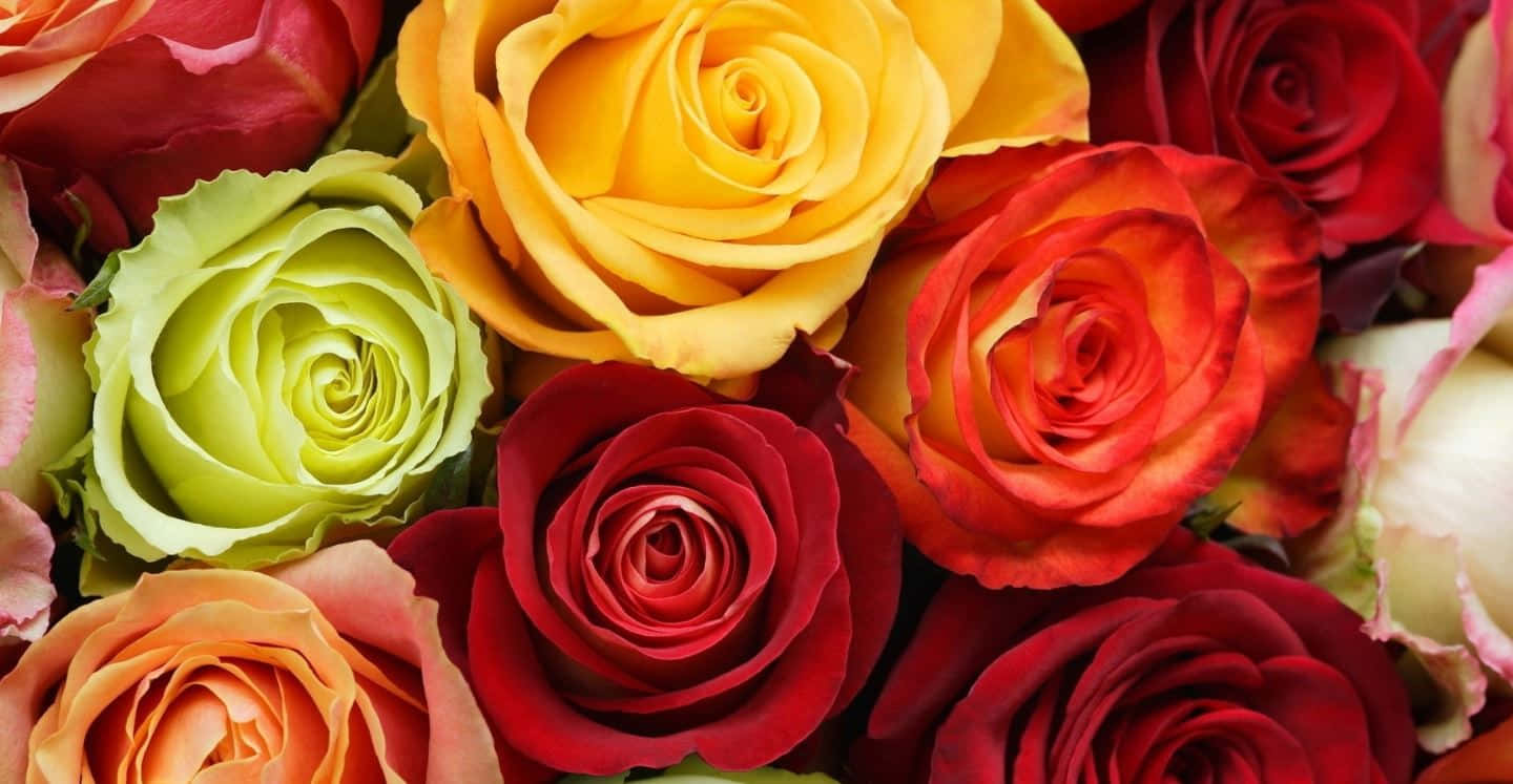 Colorful Flowers 桌布 壁紙 — 色彩繽紛的近距離特寫，展示紅、黃、橙、綠色調的各種玫瑰，花瓣細節清晰可見。