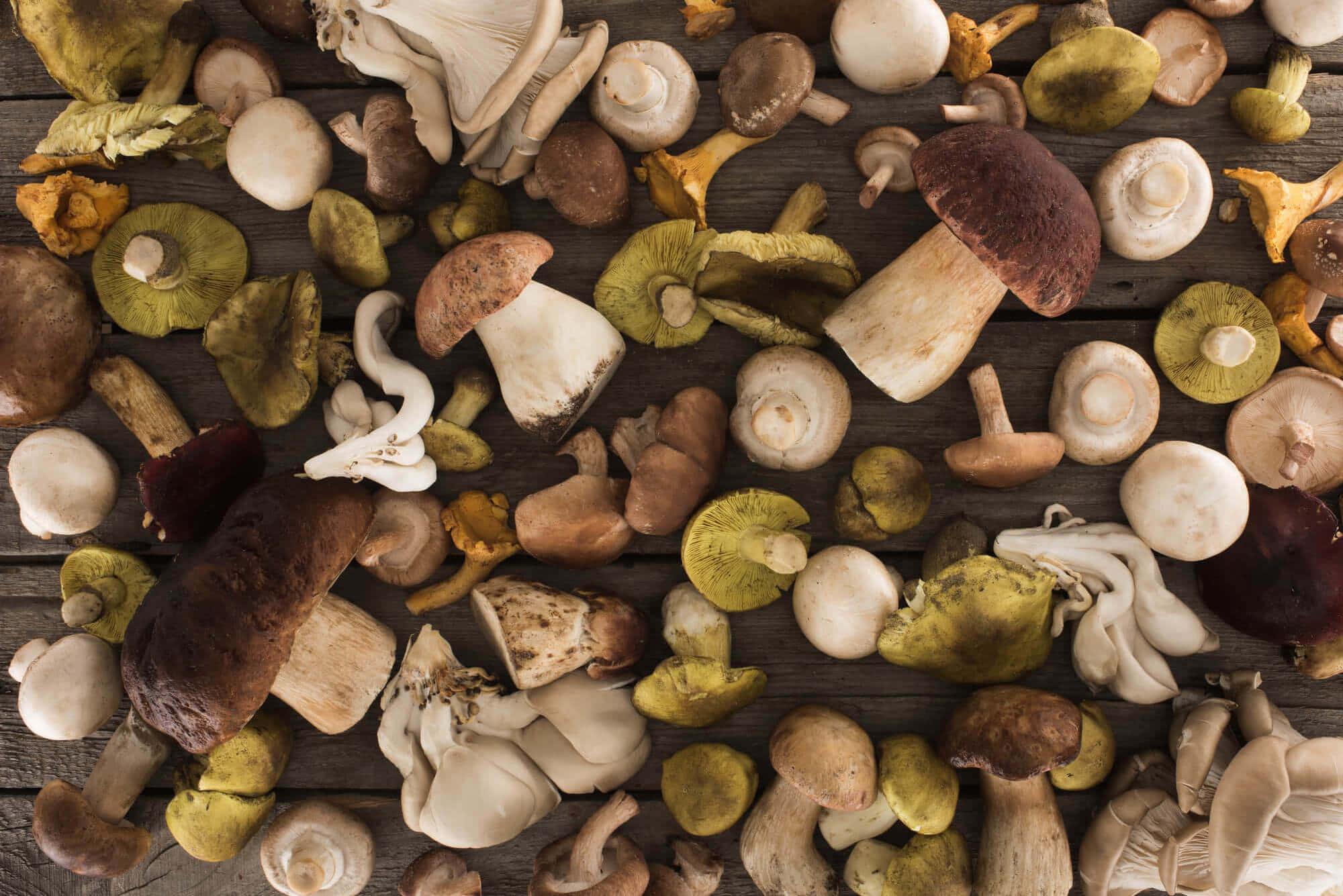 Mushroom Aesthetic 桌布 壁紙 — 色彩繽紛的野生蘑菇，以大地色調散落在質樸的木質表面上。