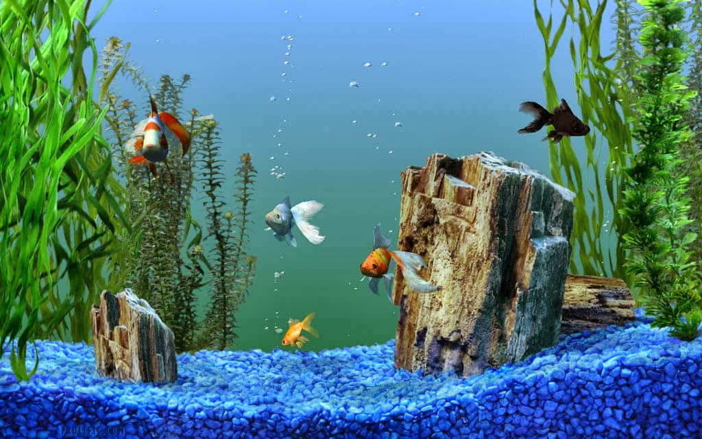 主題 桌布 壁紙 — 色彩繽紛的金魚和小丑魚在充滿活力的藍色礫石水族箱中，在綠色植物和沉木之間游動。