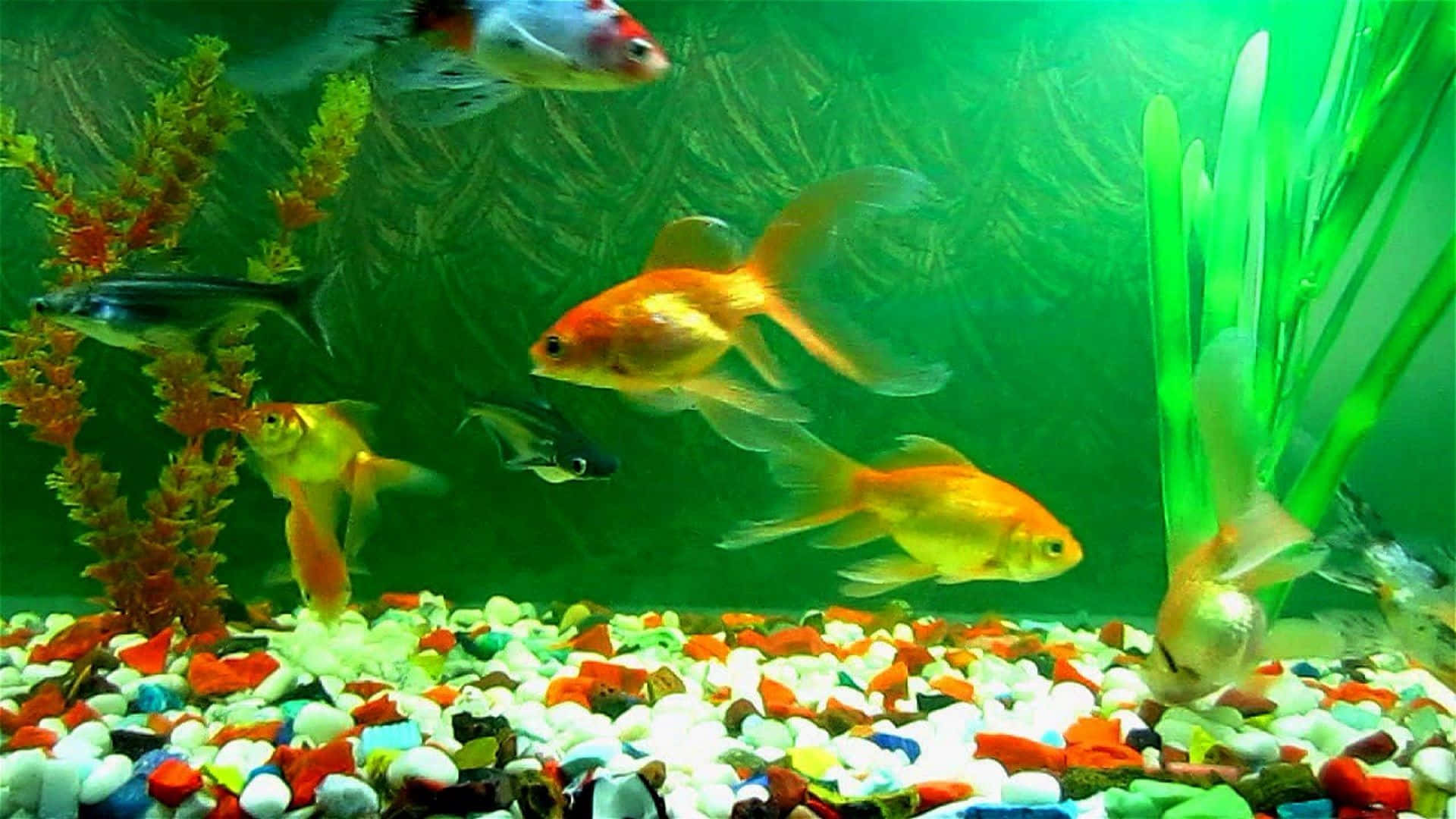Goldfish 桌布 壁紙 — 色彩繽紛的金魚和黑色魚在發光的水族箱中，在綠色植物和彩色鵝卵石之間優雅地游動。