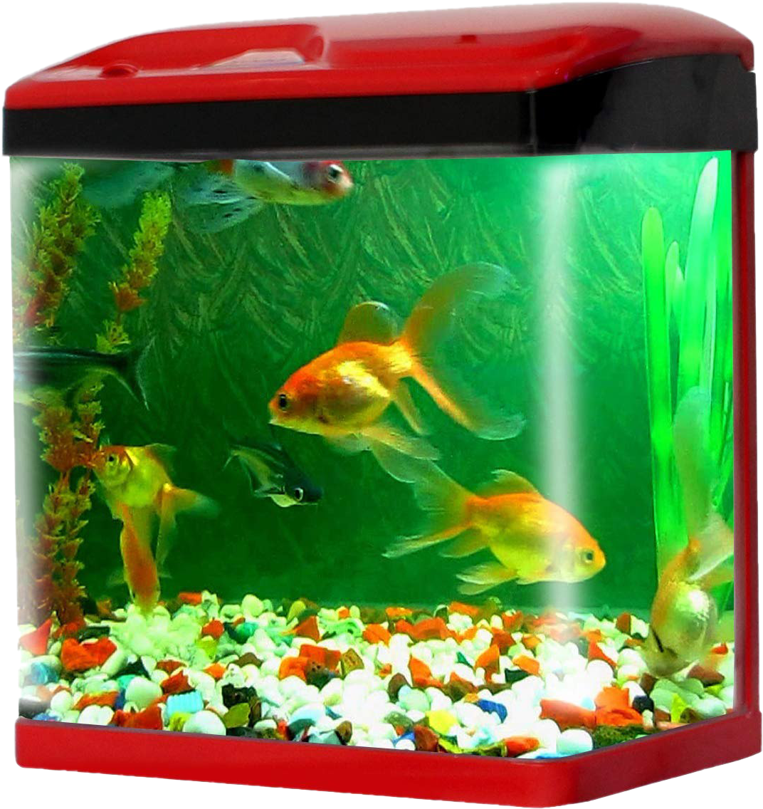 水族箱 桌布 壁紙 — 色彩繽紛的金魚在一個裝滿彩色鵝卵石和綠色人造植物的紅色水族箱中優雅地游動。