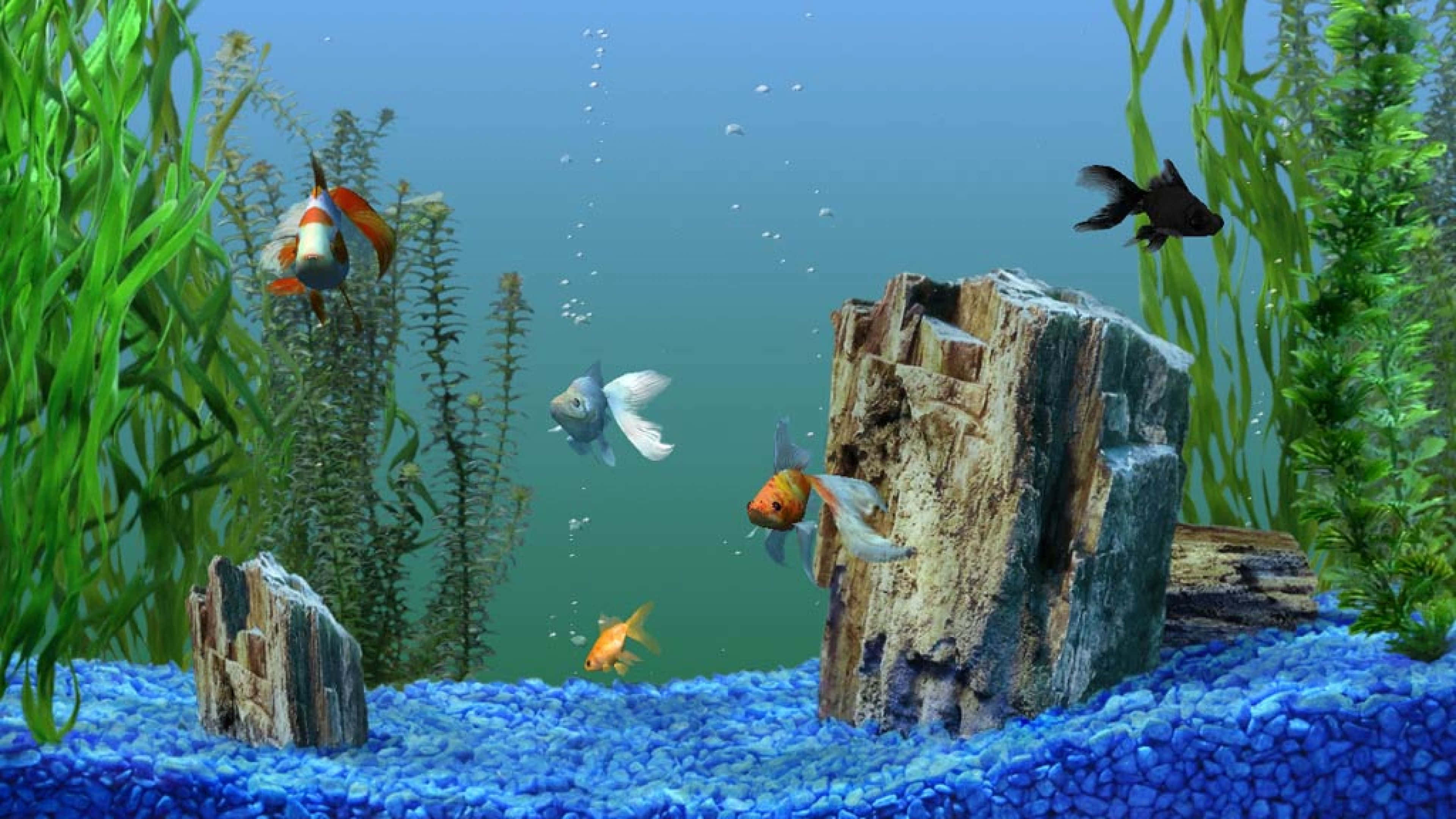 4K Fish 桌布 壁紙 — 色彩繽紛的金魚在充滿活力的藍色礫石水族箱中，在茂密的綠色植物和風化的浮木間優雅地游動。