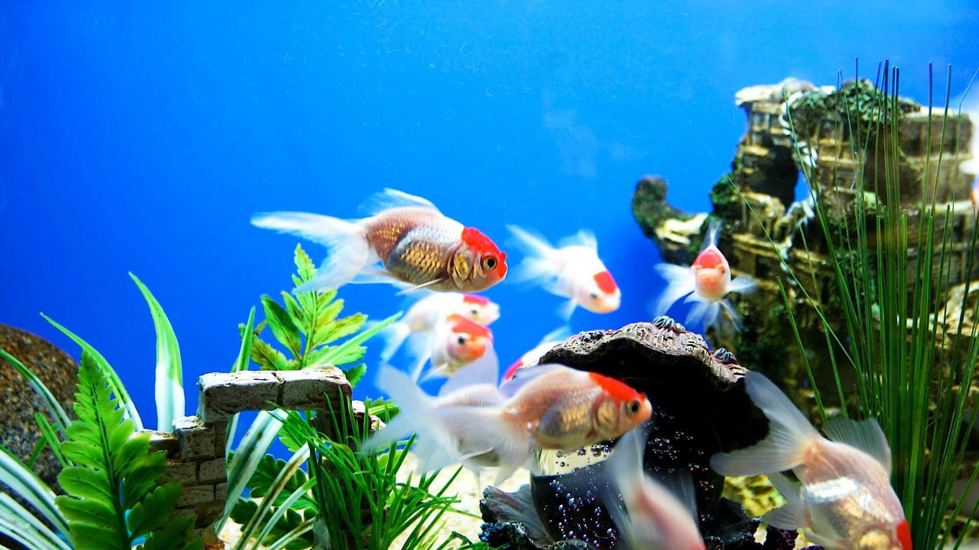 桌布 壁紙 — 色彩繽紛的金魚在翠綠植物和岩石裝飾的湛藍水族箱中優雅游動。