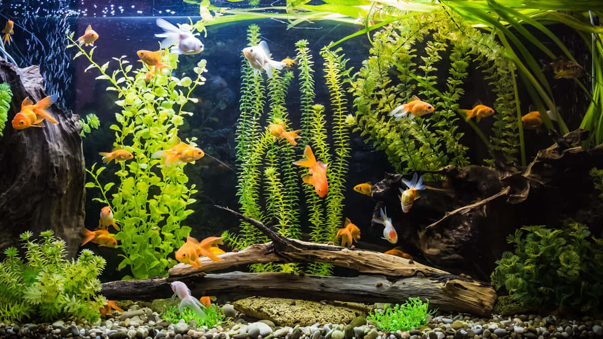 桌布 壁紙 — 色彩繽紛的金魚在茂盛的綠色植物和浮木間優雅地游動，處於光線充足、鋪有卵石底質的水族箱中。