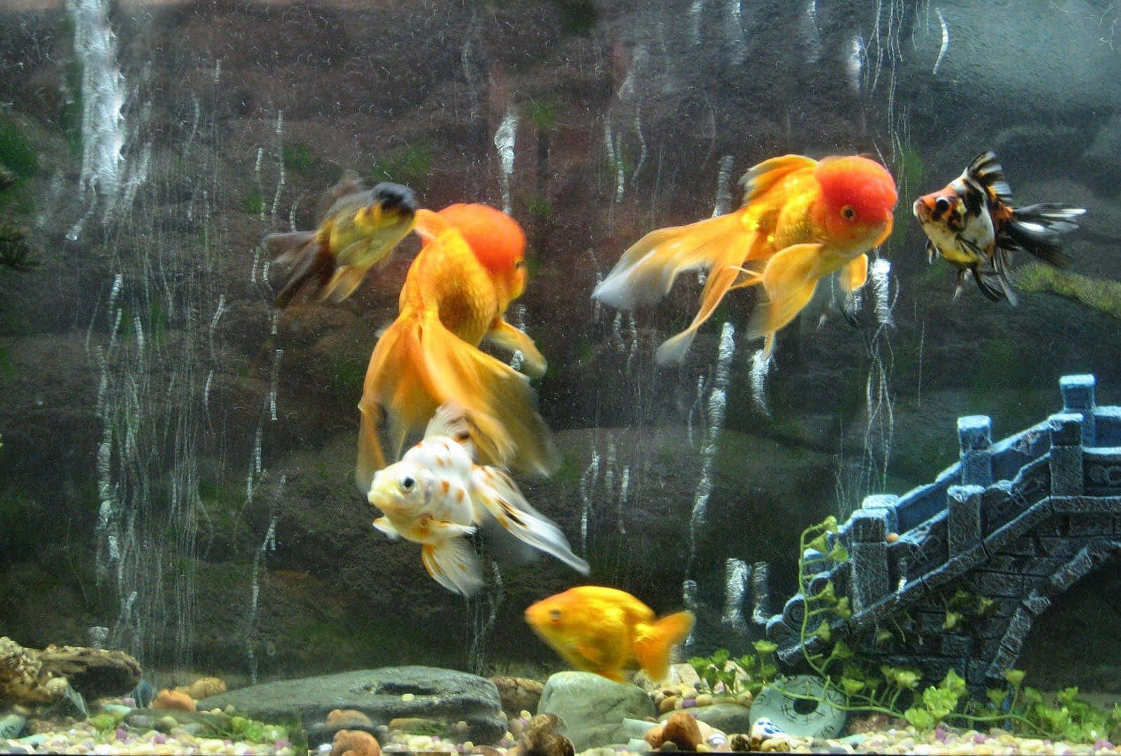 魚 桌布 壁紙 — 色彩繽紛的金魚在裝飾有瀑布和石橋的水族箱中優雅地游動。