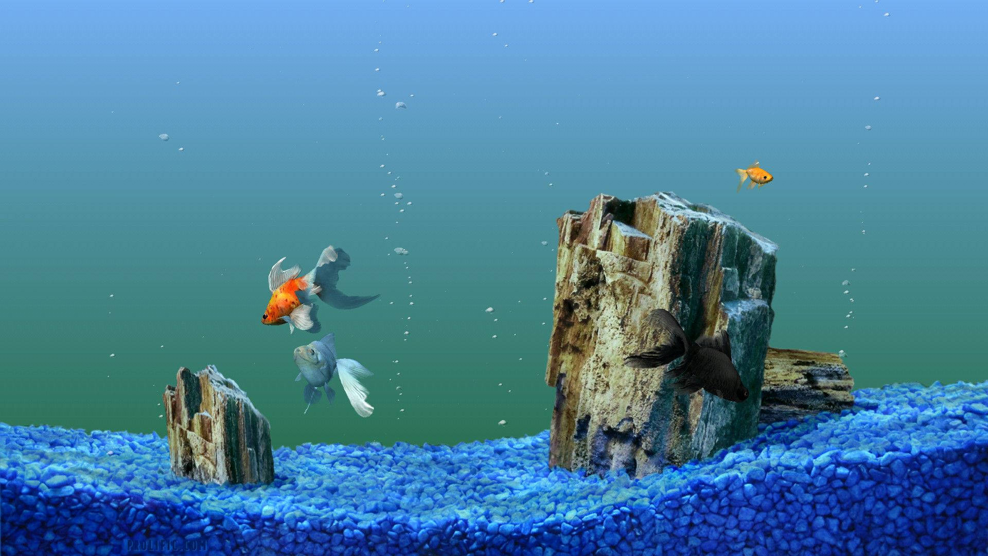 Aquarium 桌布 壁紙 — 色彩繽紛的金魚在風化的木頭和鮮豔的藍色礫石中優雅地游動，營造出寧靜的水族箱環境。