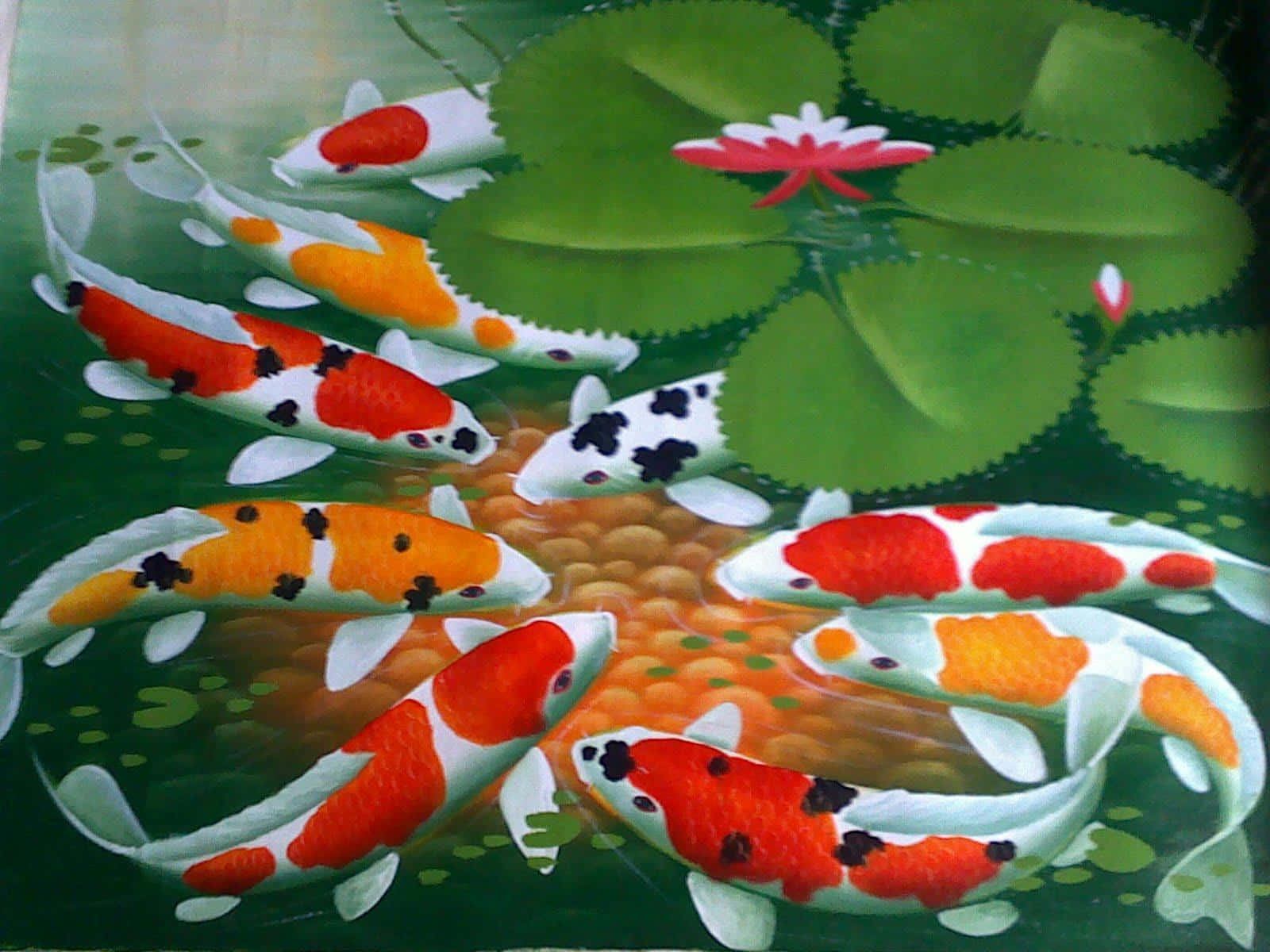Koi Fish 桌布 壁紙 — 色彩繽紛的錦鯉在寧靜的池塘中，於茂盛的綠色睡蓮葉和盛開的粉紅色睡蓮之間優雅地游動。