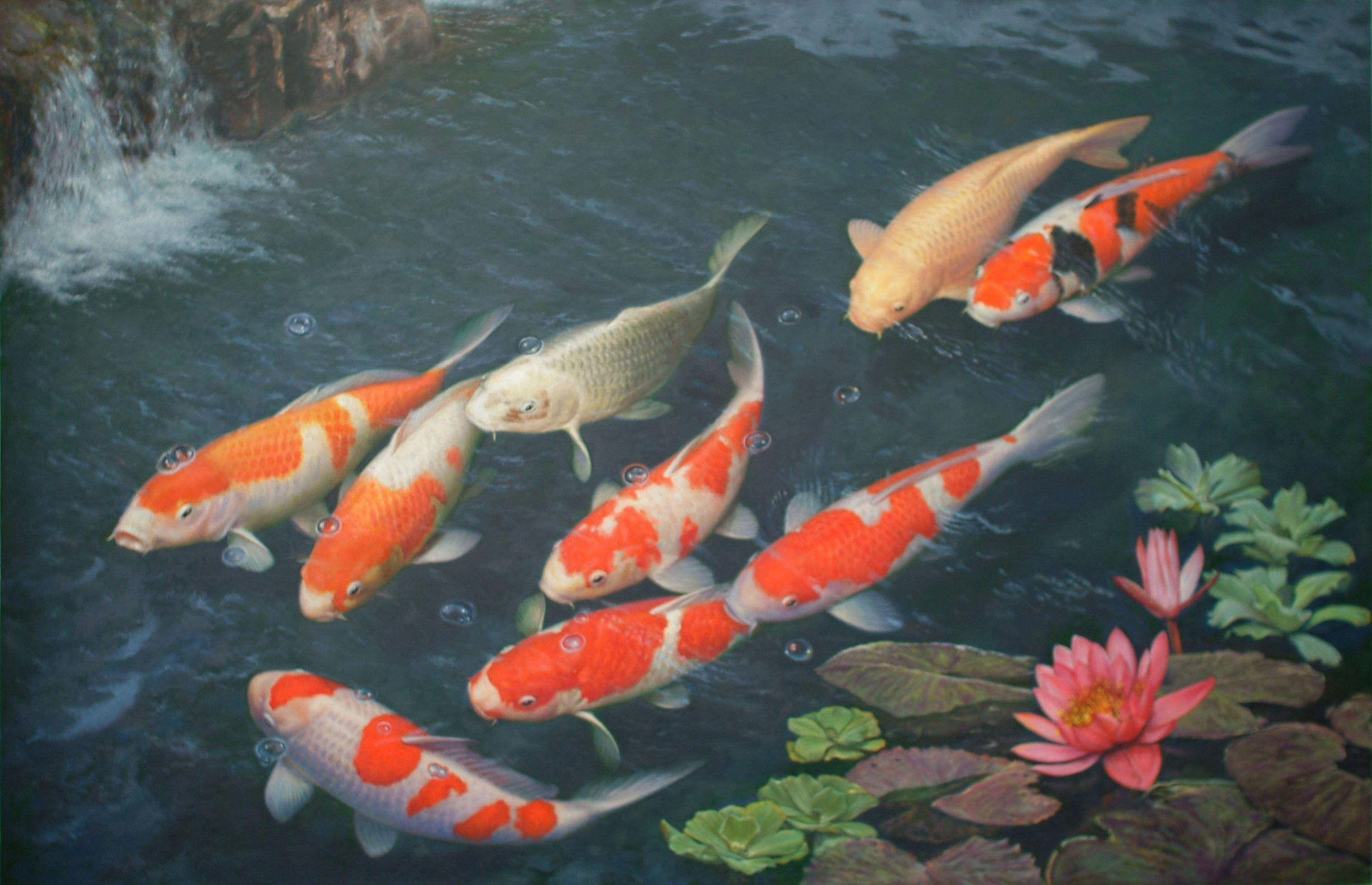 Painting 桌布 壁紙 — 色彩繽紛的錦鯉在寧靜的池塘中優雅地游動，池塘中有睡蓮和層疊的瀑布。
