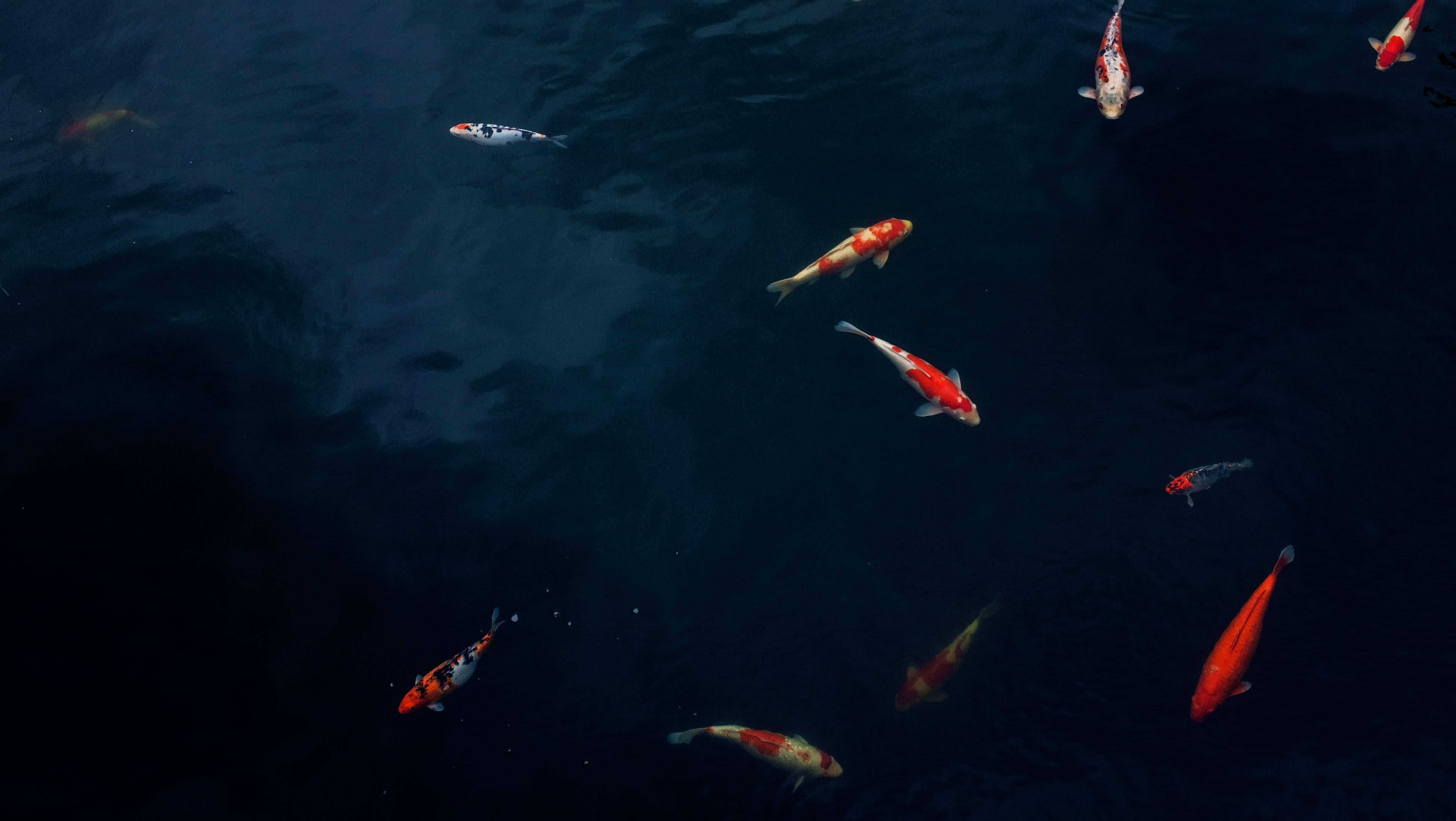 Live Koi Fish 桌布 壁紙 — 色彩繽紛的錦鯉在寧靜的池塘場景中，優雅地滑過深邃黑暗的水中。