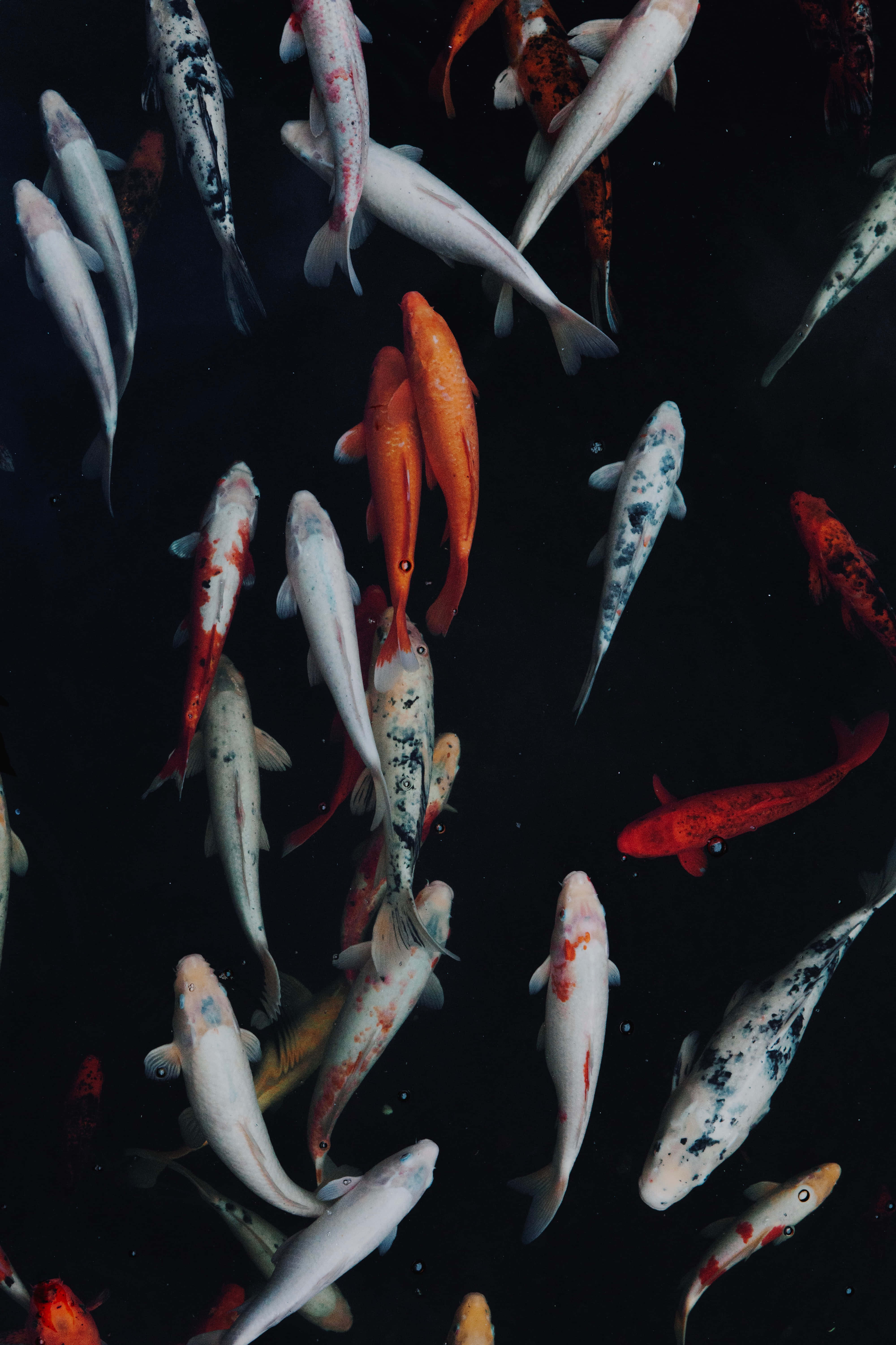 Live Koi Fish 桌布 壁紙 — 色彩繽紛的錦鯉在深黑色的水中優雅地游動，營造出寧靜而多彩的水下場景。