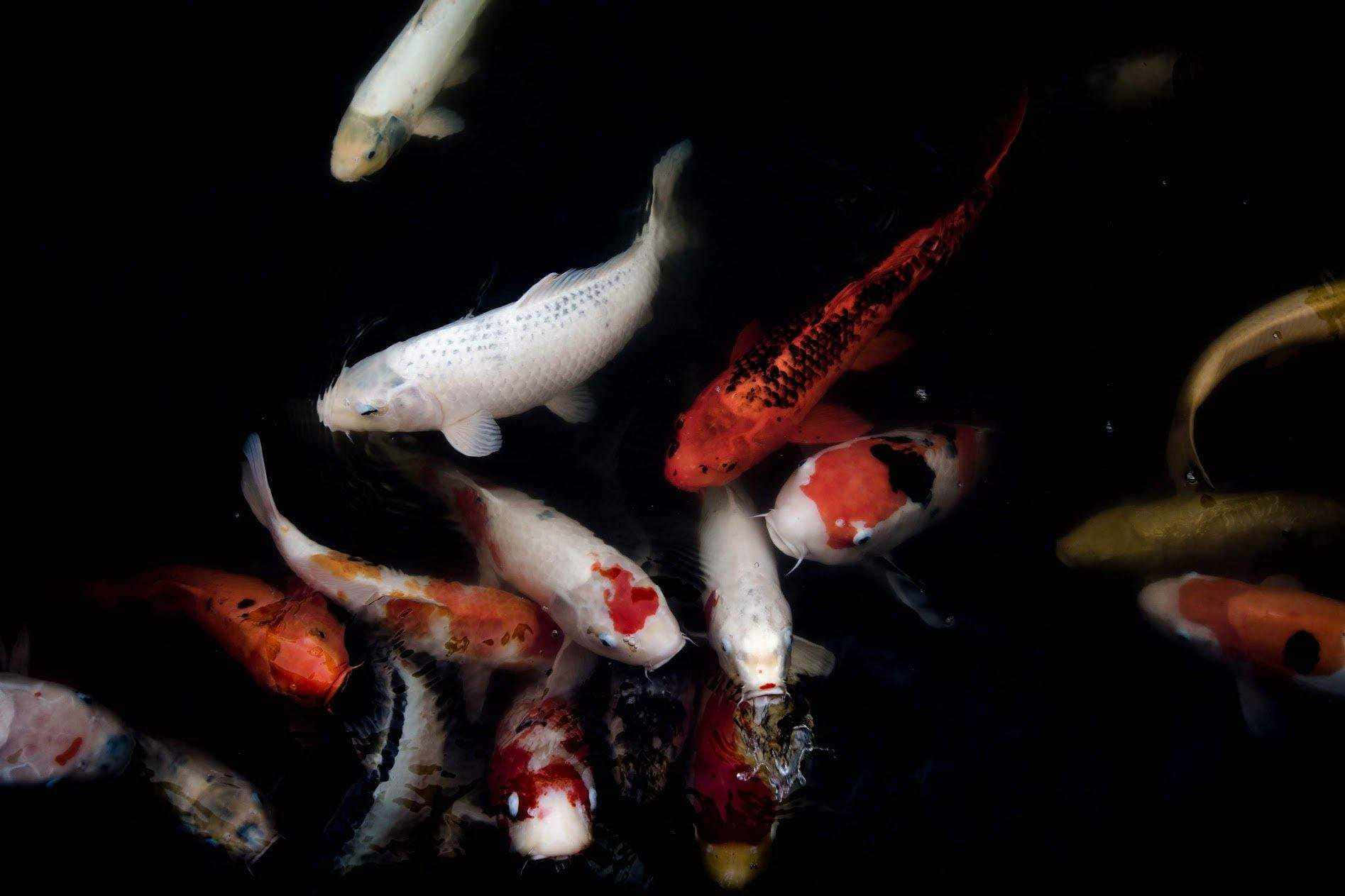 Koi Fish 桌布 壁紙 — 色彩繽紛的錦鯉在深黑色的水中優雅游動，它們的圖案在聚焦的光線下閃閃發光。