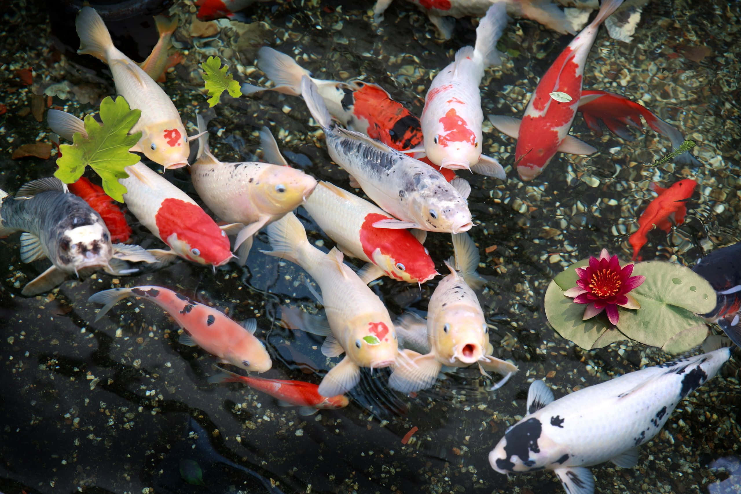 自然 桌布 壁紙 — 色彩繽紛的錦鯉在淺水池中優雅地游動，池中點綴著睡蓮葉和一朵鮮豔的粉紅色睡蓮。