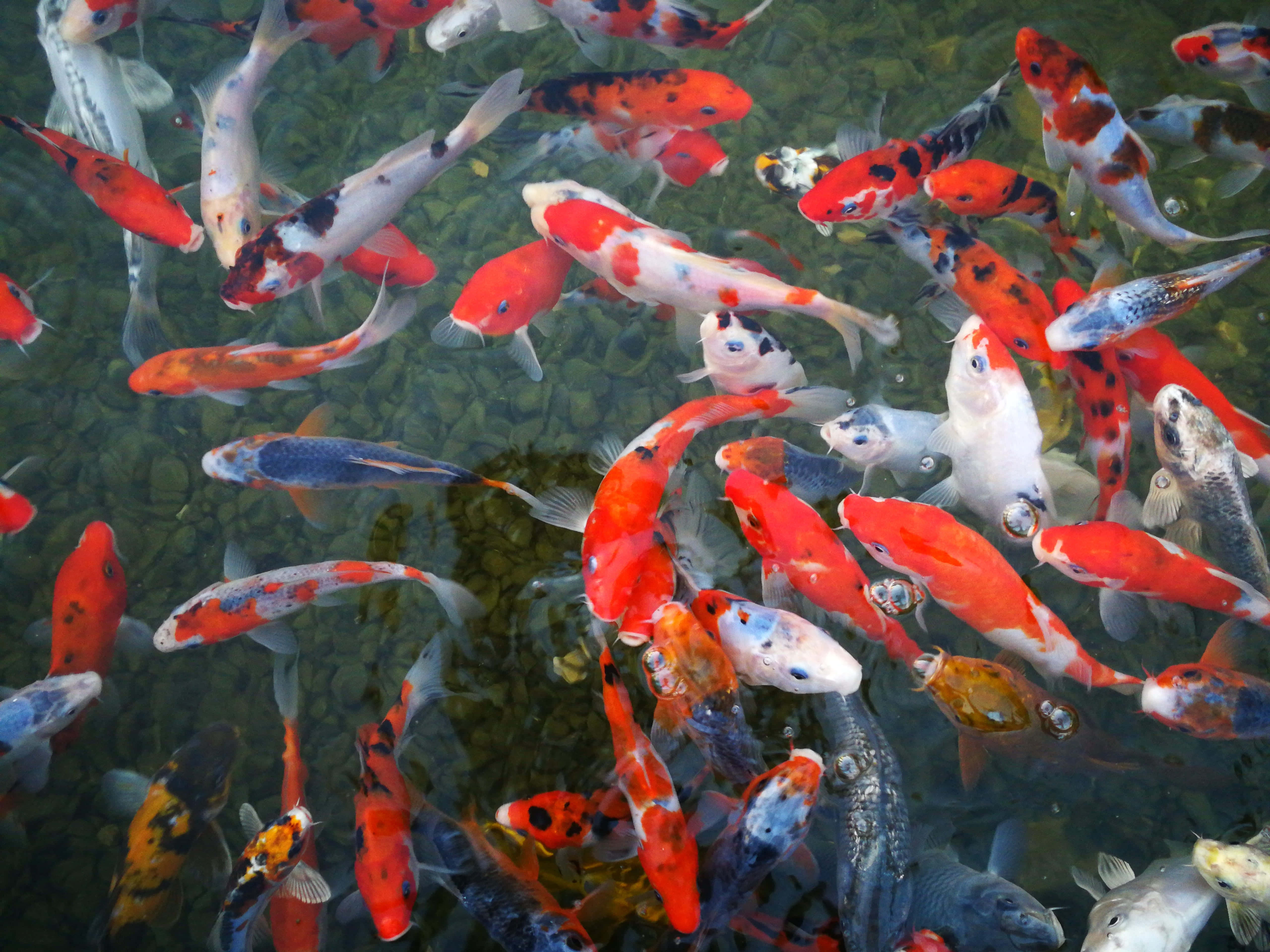 Aquarium 桌布 壁紙 — 色彩繽紛的錦鯉在清澈的水中優雅地游過光滑的鵝卵石，營造出寧靜的水中場景。