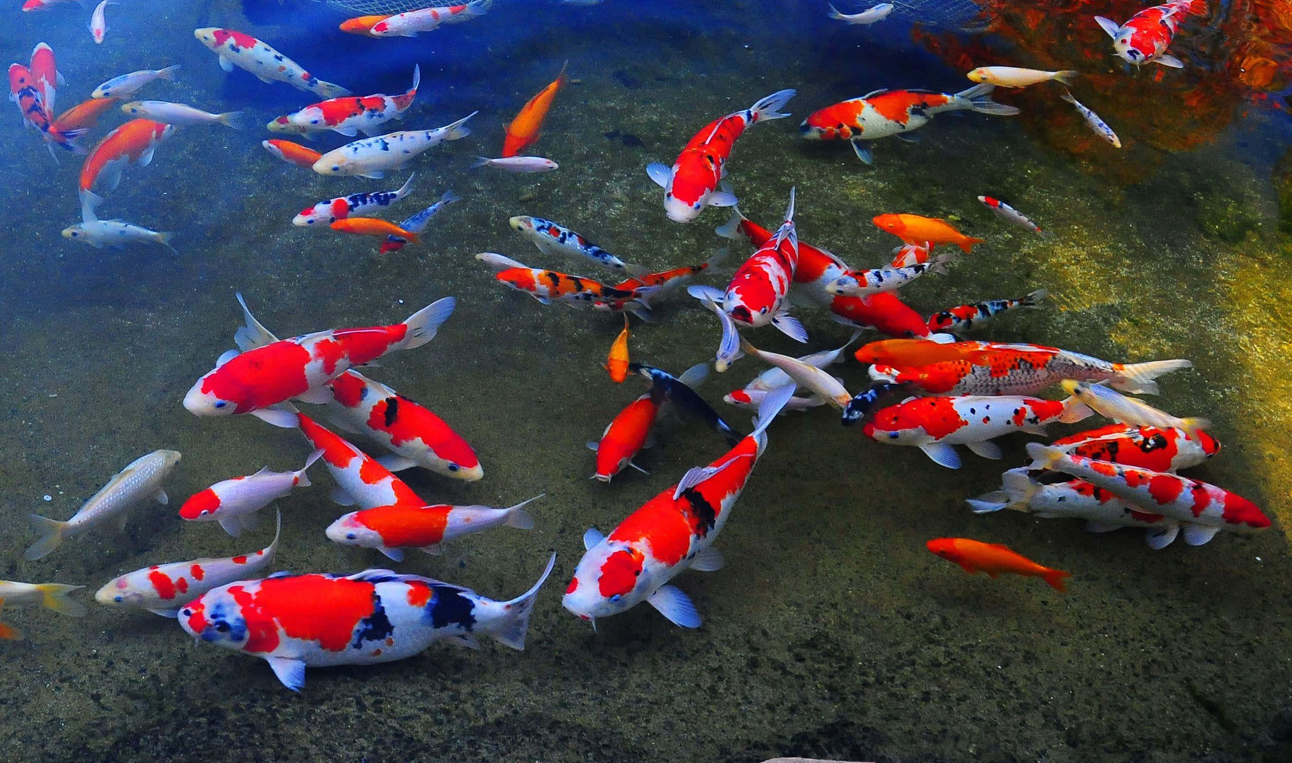 Live Koi Fish 桌布 壁紙 — 色彩繽紛的錦鯉在清澈的水中優雅地游動，水底是沙質底部，點綴著色彩斑斕的珊瑚。