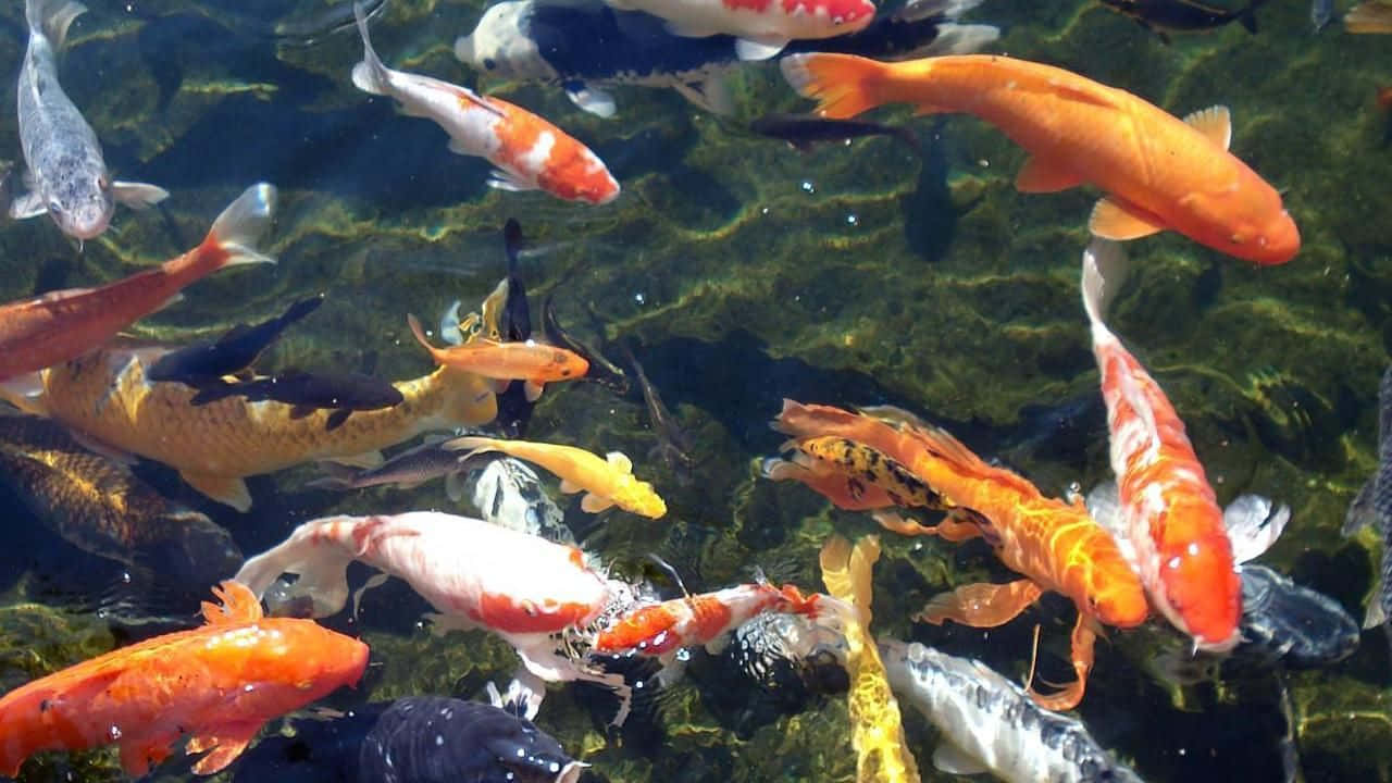 Koi Fish 桌布 壁紙 — 色彩繽紛的錦鯉在清澈的水中優雅地游動，露出下方的綠色藻類和鵝卵石。