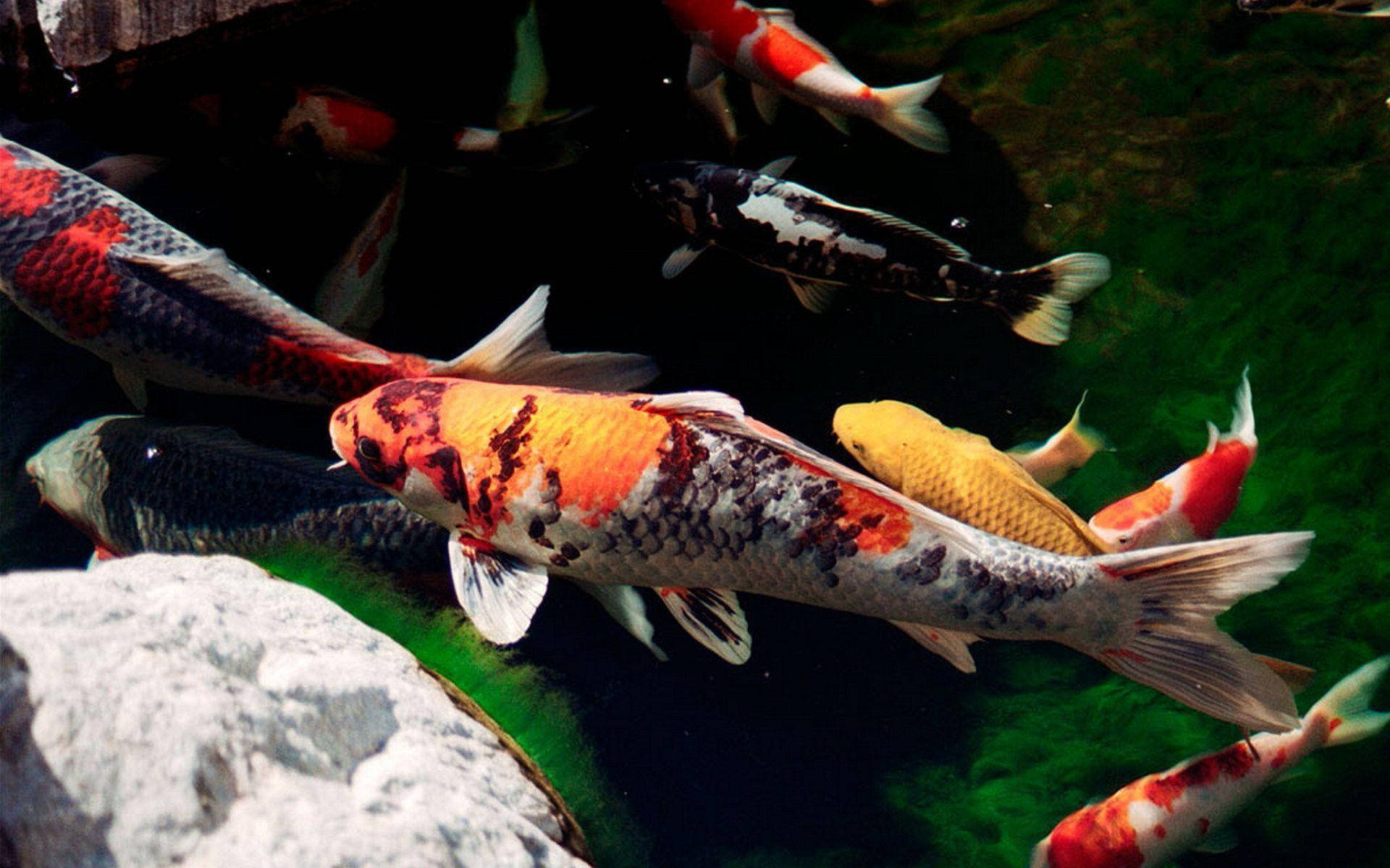 Koi Fish 桌布 壁紙 — 色彩繽紛的錦鯉在清澈的池塘中優雅地游動，池塘裡有苔蘚綠色的水和前景中的白色岩石。