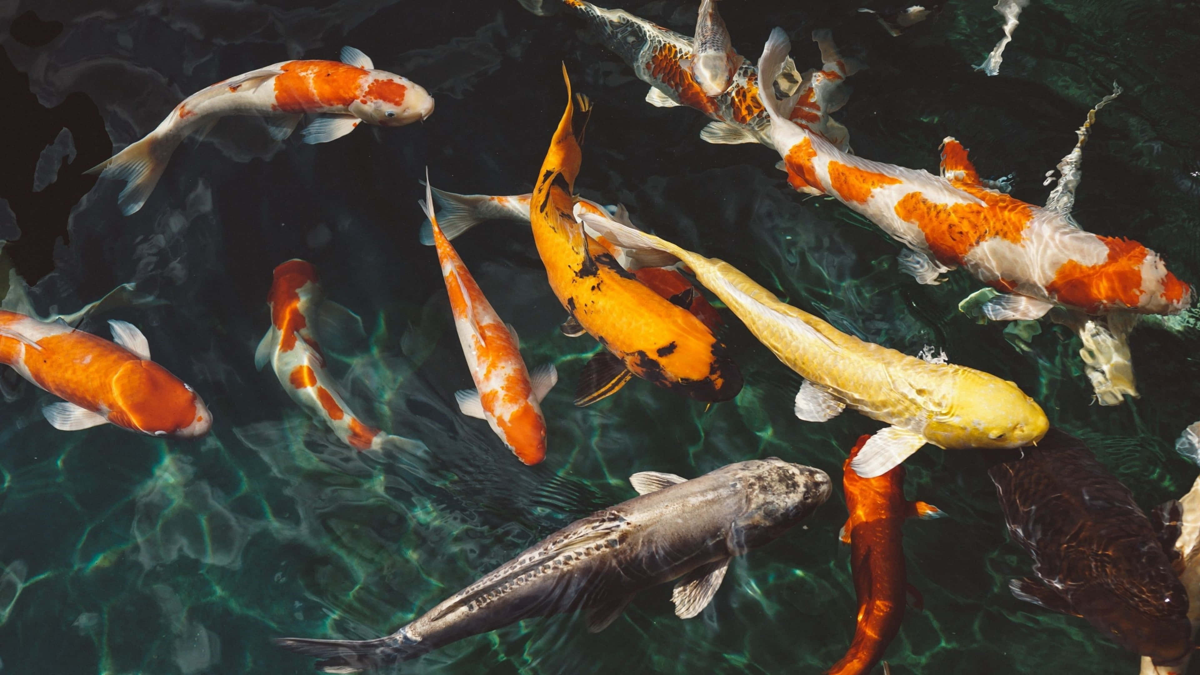 4K Fish 桌布 壁紙 — 色彩繽紛的錦鯉在清澈的綠水中優雅地游動，陽光在水面上泛起漣漪。