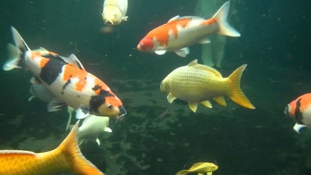 錦鯉在帶有礫石底部和漂浮顆粒的池塘中游泳。 — 魚 GIF 壁紙