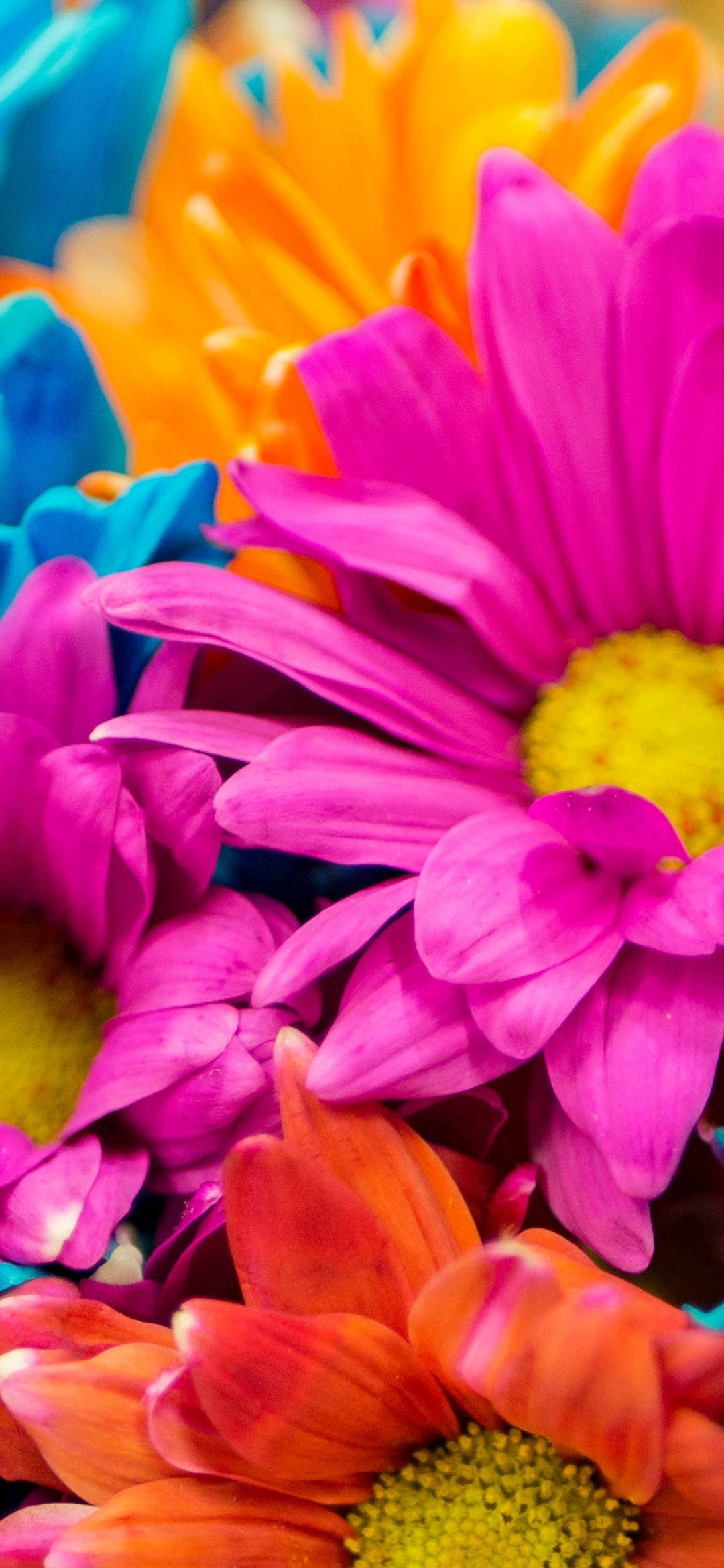Spring Flower iPhone 桌布 壁紙 — 色彩繽紛的雛菊特寫，花瓣有粉紅、橙、黃和藍色，色彩鮮豔飽和。