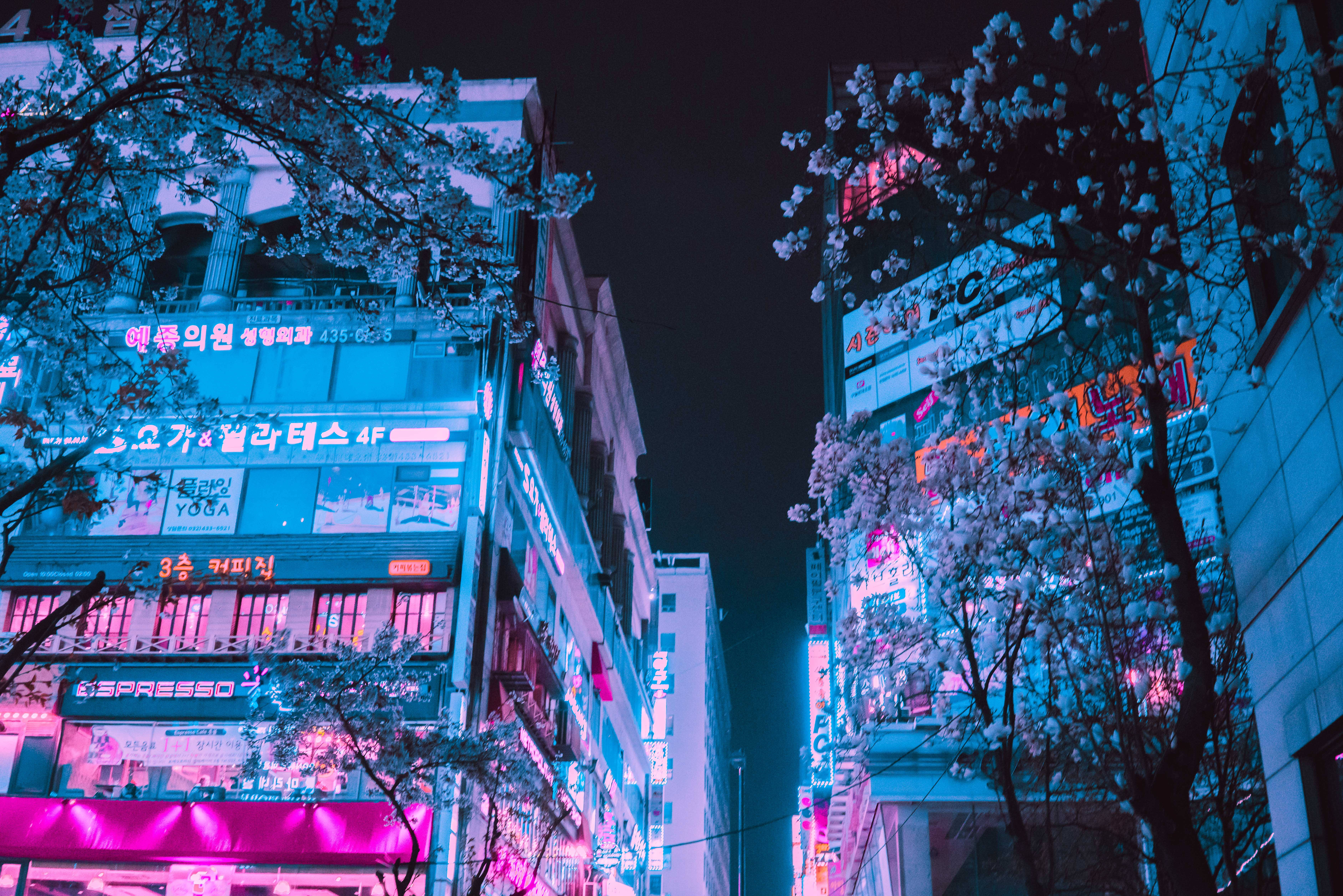 4K Pc 桌布 壁紙 — 色彩繽紛的霓虹燈照亮了夜晚繁華的街道，兩旁盛開的櫻花樹構成美麗的框架。