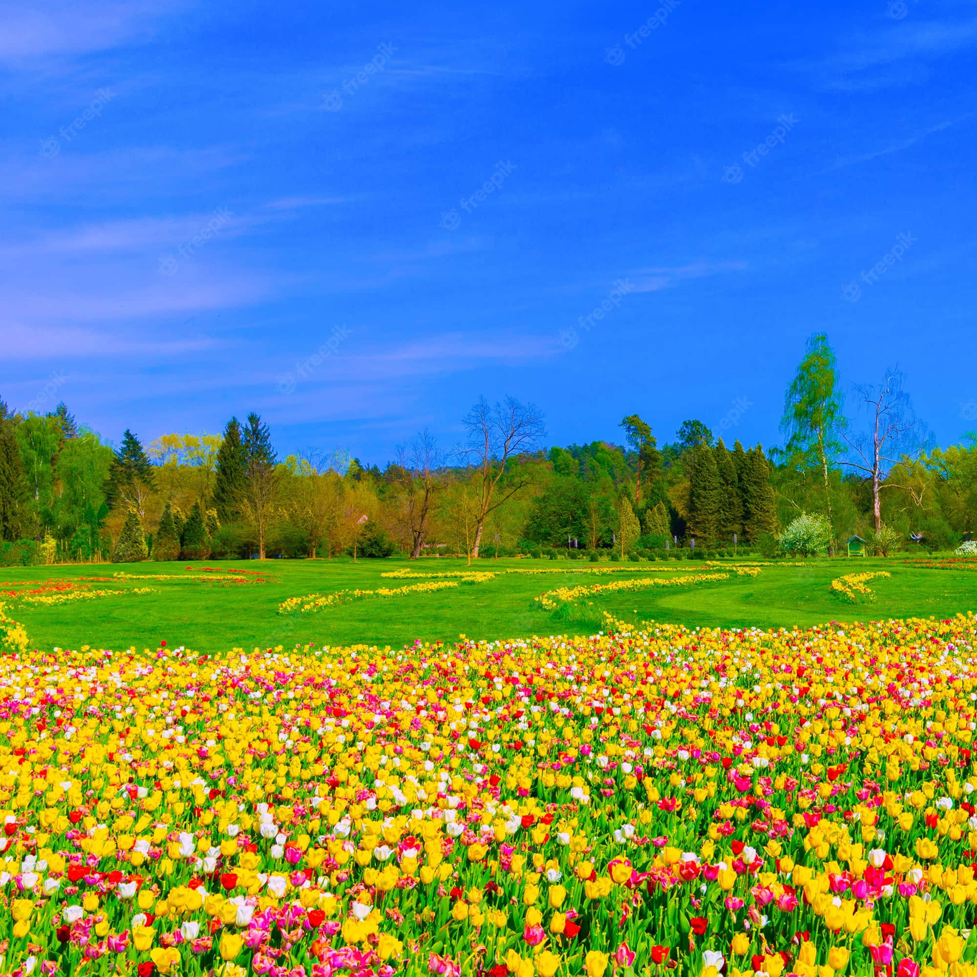 Tulip Field 桌布 壁紙 — 色彩繽紛的鬱金香花田在晴朗的藍天下盛開，遠處有綠樹。