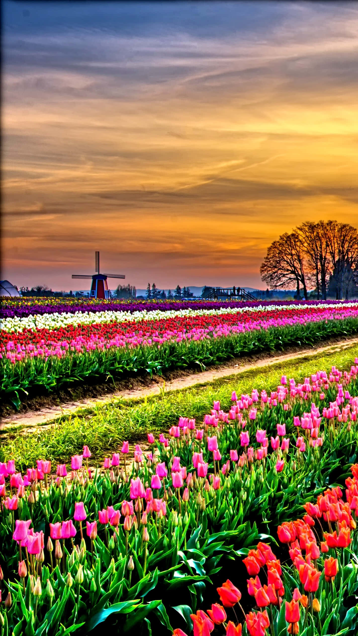 Tulip Field 桌布 壁紙 — 色彩繽紛的鬱金香花田在金色夕陽天空下延伸，遠處有一座經典風車。