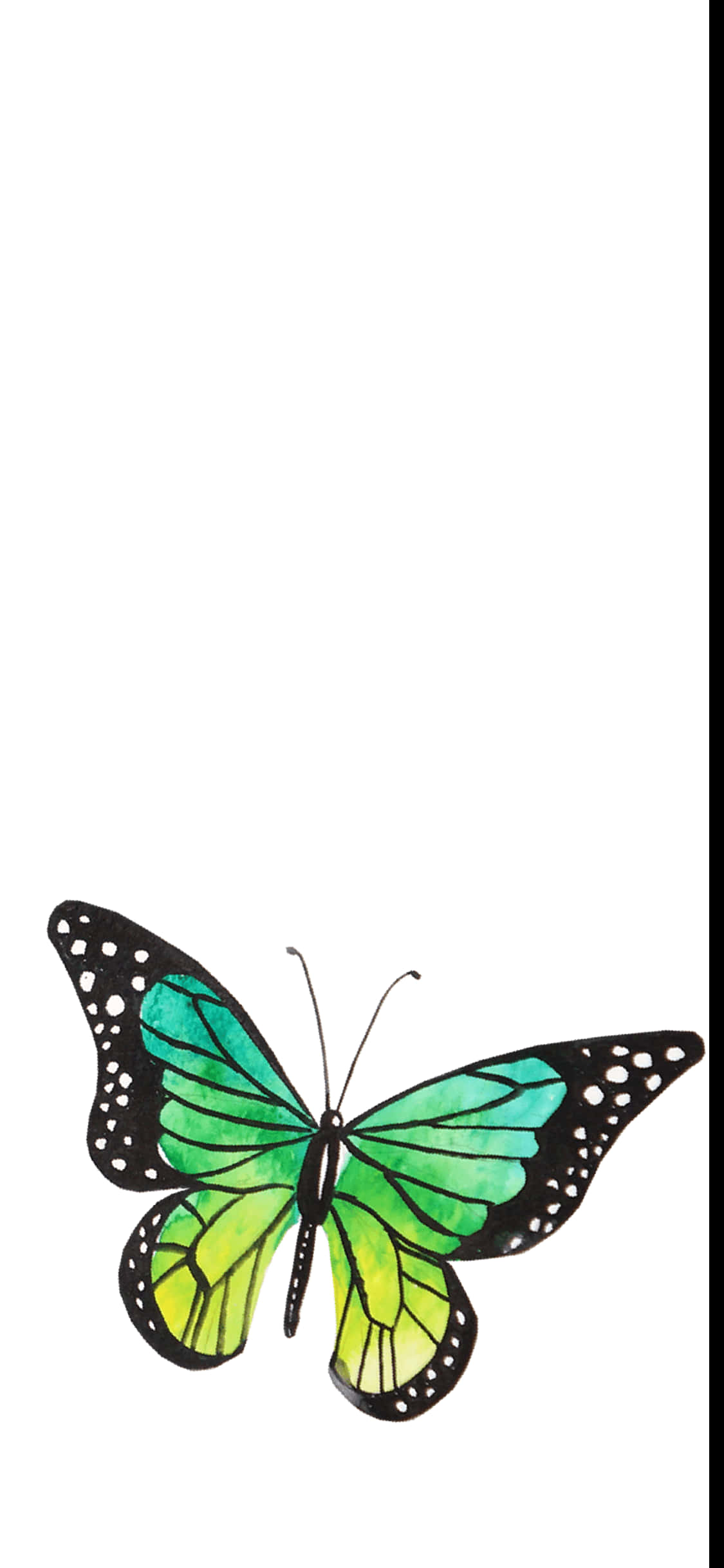 Green Butterfly 桌布 壁紙 — 色彩鮮豔的彩繪玻璃蝴蝶，翅膀呈綠色、黃色和藍綠色，背景為純白色。