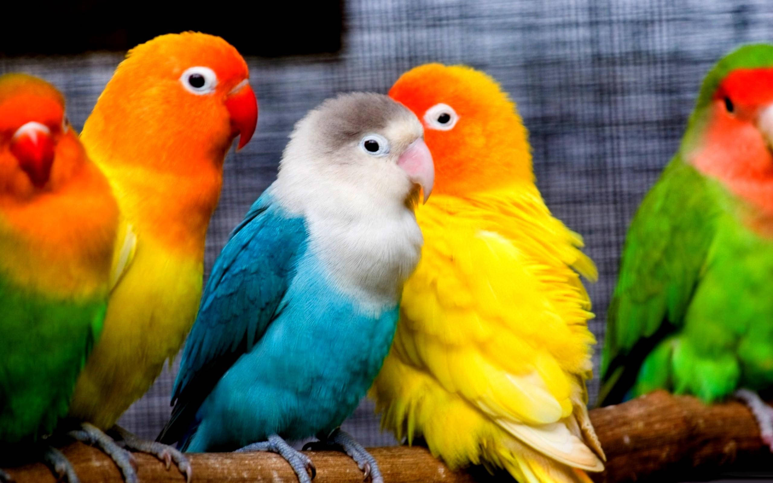 動物 桌布 壁紙 — 色彩鮮豔的愛情鳥，以鮮明的橙色、黃色和藍色，緊密地棲息在木枝上，背景是模糊的網狀紋理。