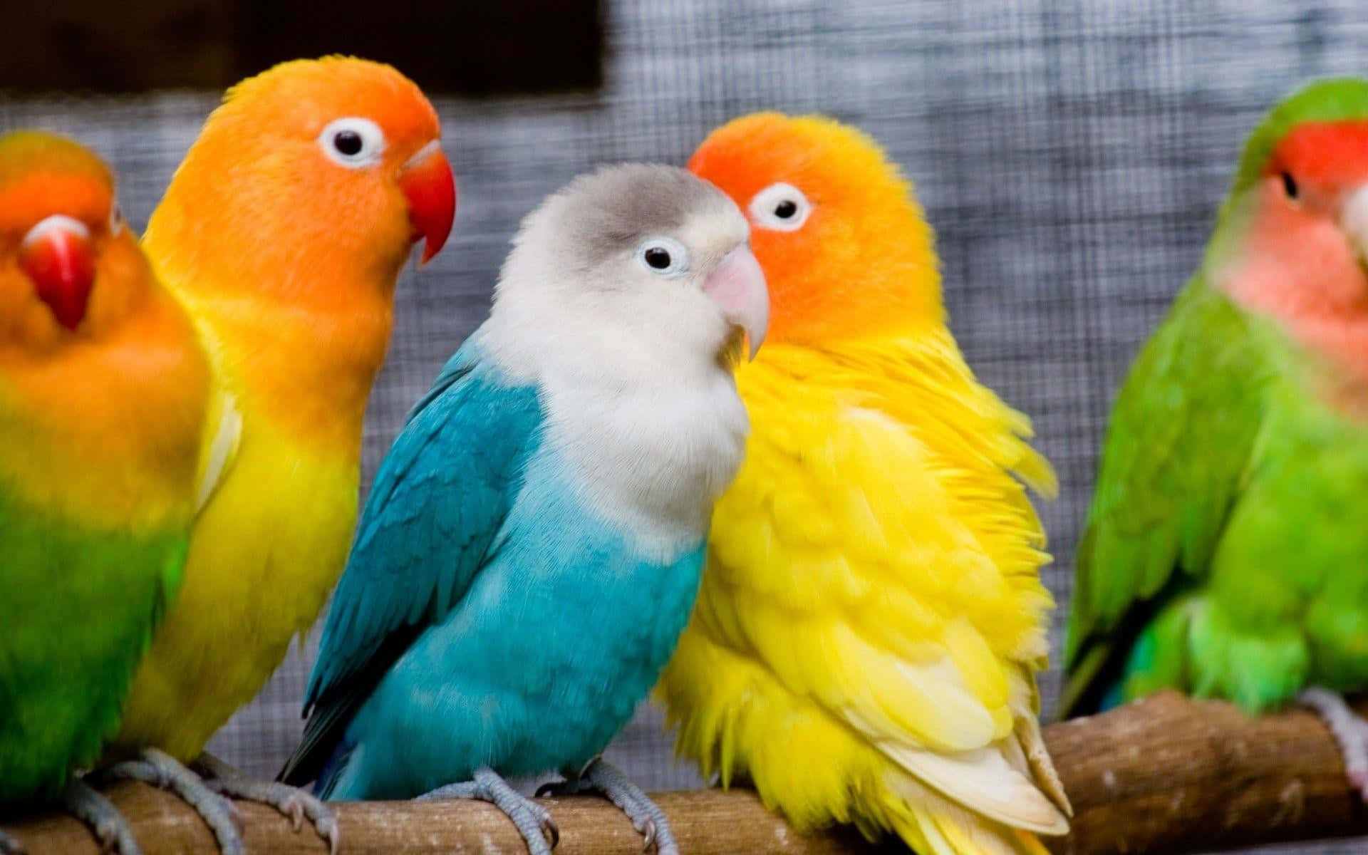 birds 桌布 壁紙 — 色彩鮮豔的愛情鳥，帶有橙色、黃色、綠色和藍色的羽毛，緊密地棲息在木枝上，背景是模糊的網格。