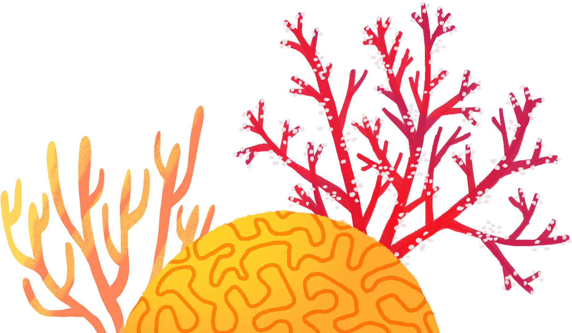 coral 桌布 壁紙 — 色彩鮮豔的珊瑚和腦珊瑚插圖，在純黑色背景上發光，帶有粗線條和漸變色調。