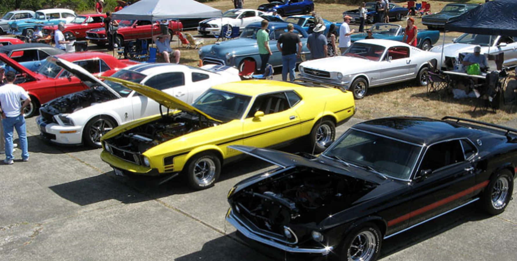 Muscle Cars 桌布 壁紙 — 色彩鮮豔的經典肌肉車打開引擎蓋，在陽光明媚的戶外車展上展示閃亮的引擎。