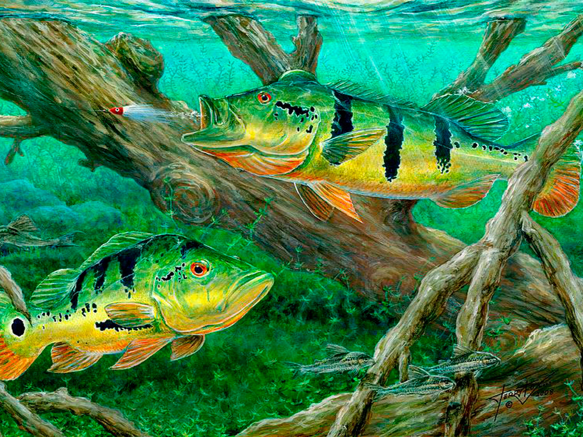酷魚 桌布 壁紙 — 色彩鮮豔的繪畫插圖，兩條綠色和橙色的孔雀鱸在清澈碧綠的水中，靠近陽光照射的沉沒圓木游動。