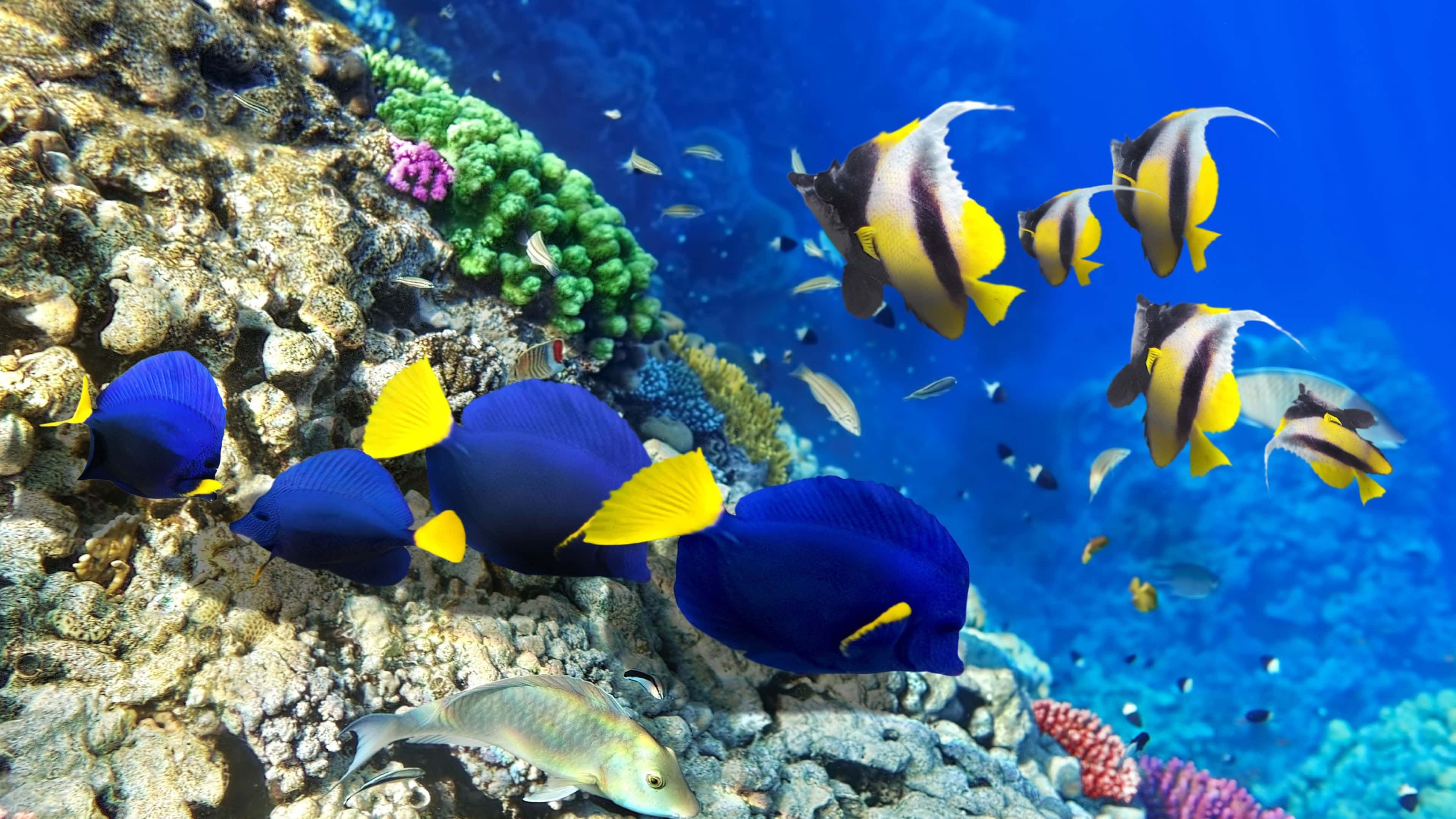 4K Fish 桌布 壁紙 — 色彩鮮豔的藍色和黃色魚群在清澈的熱帶水域中，優雅地穿梭於繽紛的珊瑚礁之間。