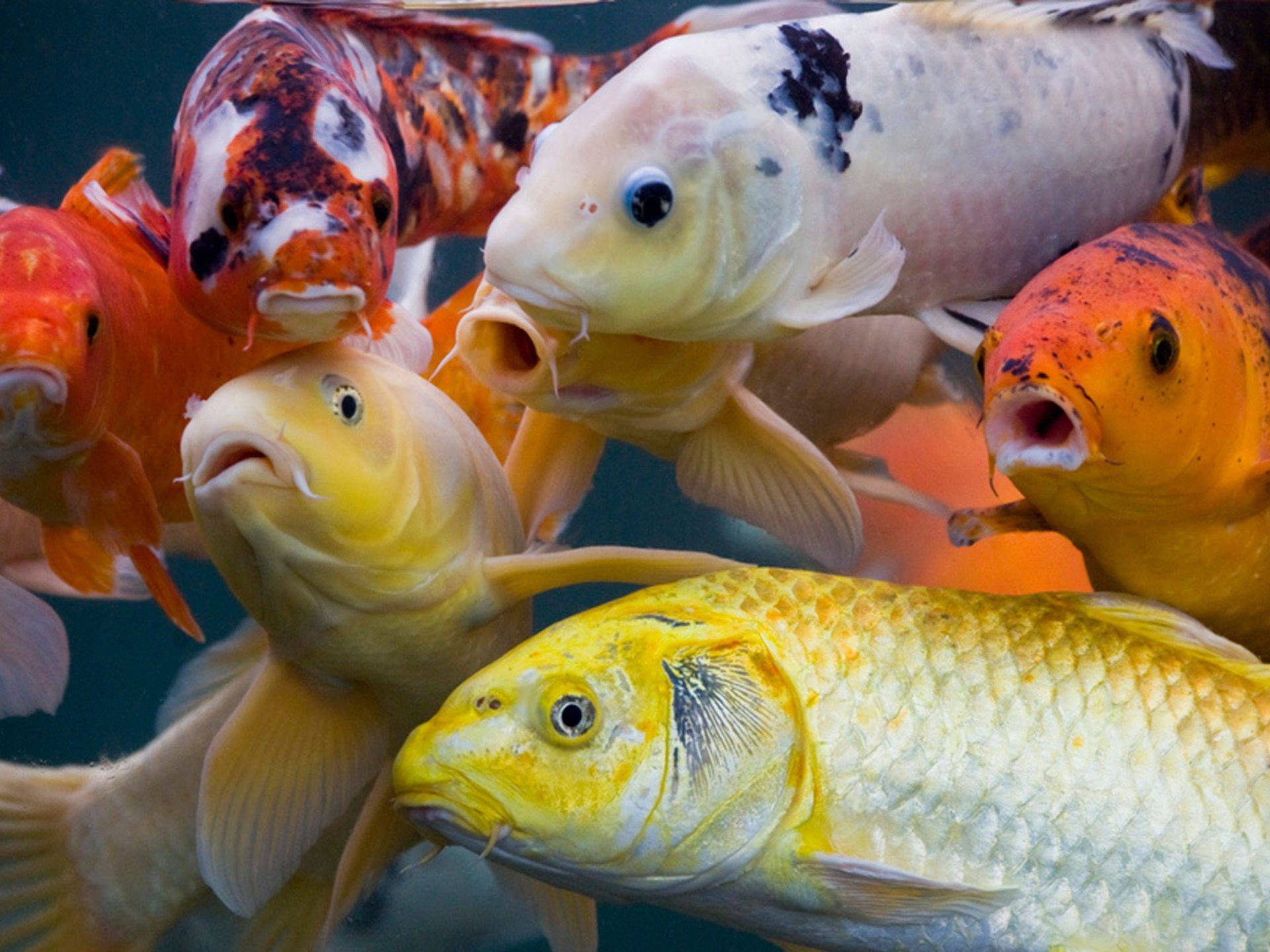 Koi Fish 桌布 壁紙 — 色彩鮮豔的錦鯉，帶有橙色、白色和黑色的圖案，在清澈的水中緊密地游在一起。