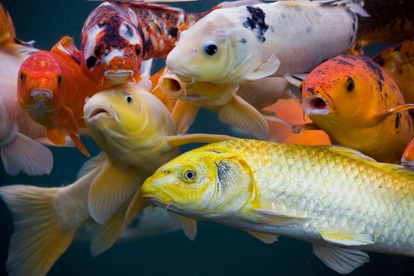 Koi Fish 桌布 壁紙 — 色彩鮮豔的錦鯉，帶有橙色、白色和黑色圖案，在清澈的水中緊密地游在一起。