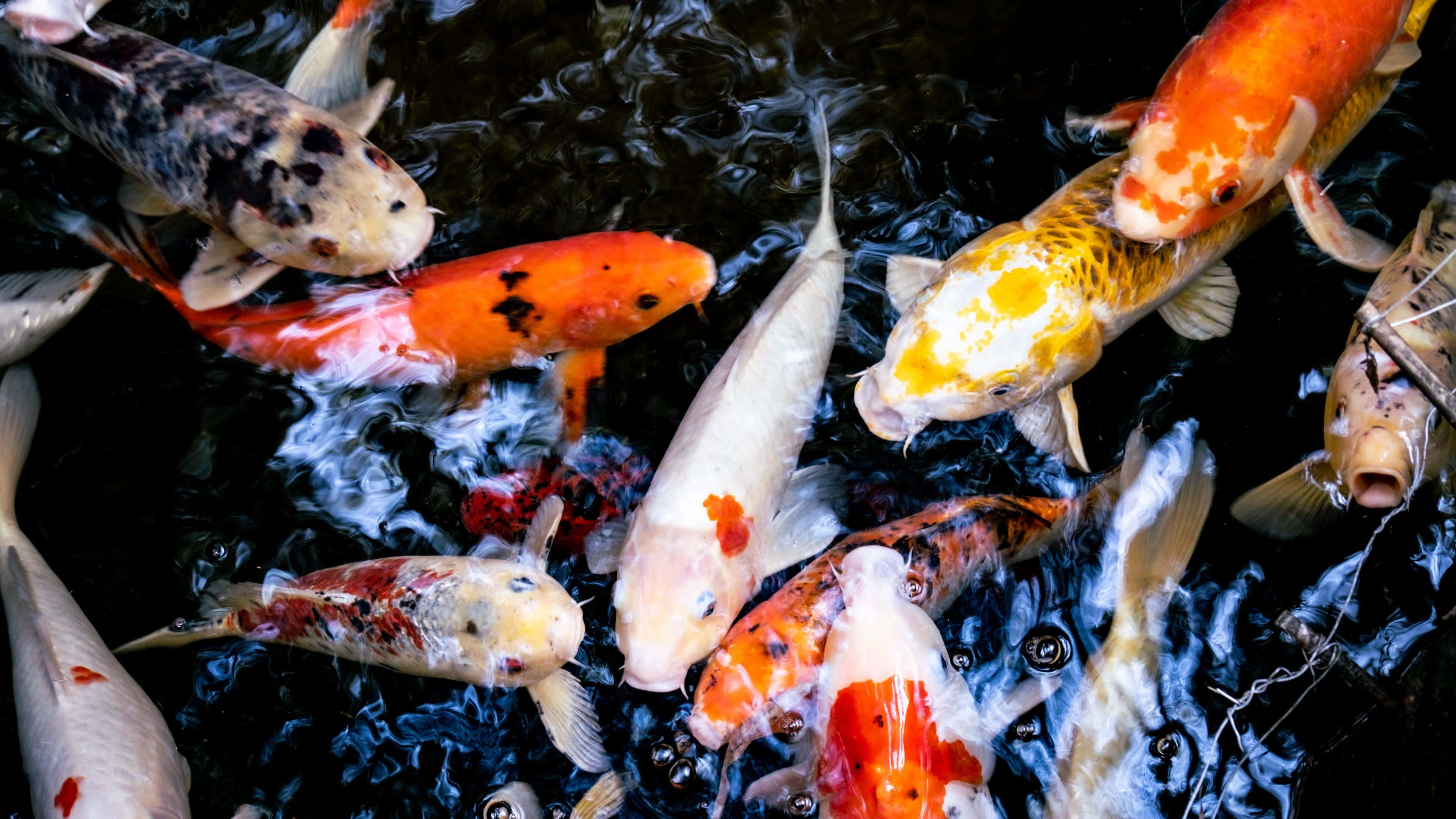 Live Koi Fish 桌布 壁紙 — 色彩鮮豔的錦鯉在暗水中優雅游動，在牠們多彩的身體周圍激起漣漪和水花。