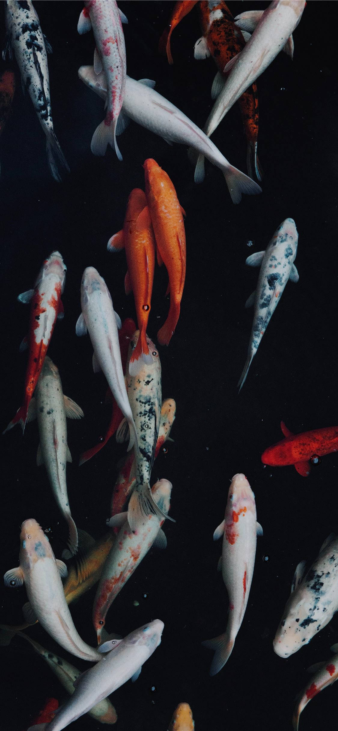 魚 桌布 壁紙 — 色彩鮮豔的錦鯉在深黑色的水中優雅地游動，營造出寧靜而多彩的水下場景。