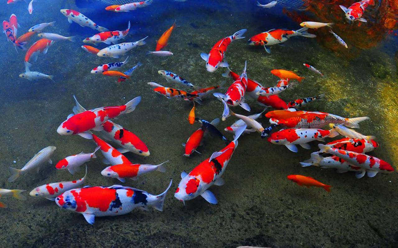 Koi Fish 桌布 壁紙 — 色彩鮮豔的錦鯉在清澈的水中優雅地游動，下方是長滿青苔的池塘底部，帶有繽紛圖案。