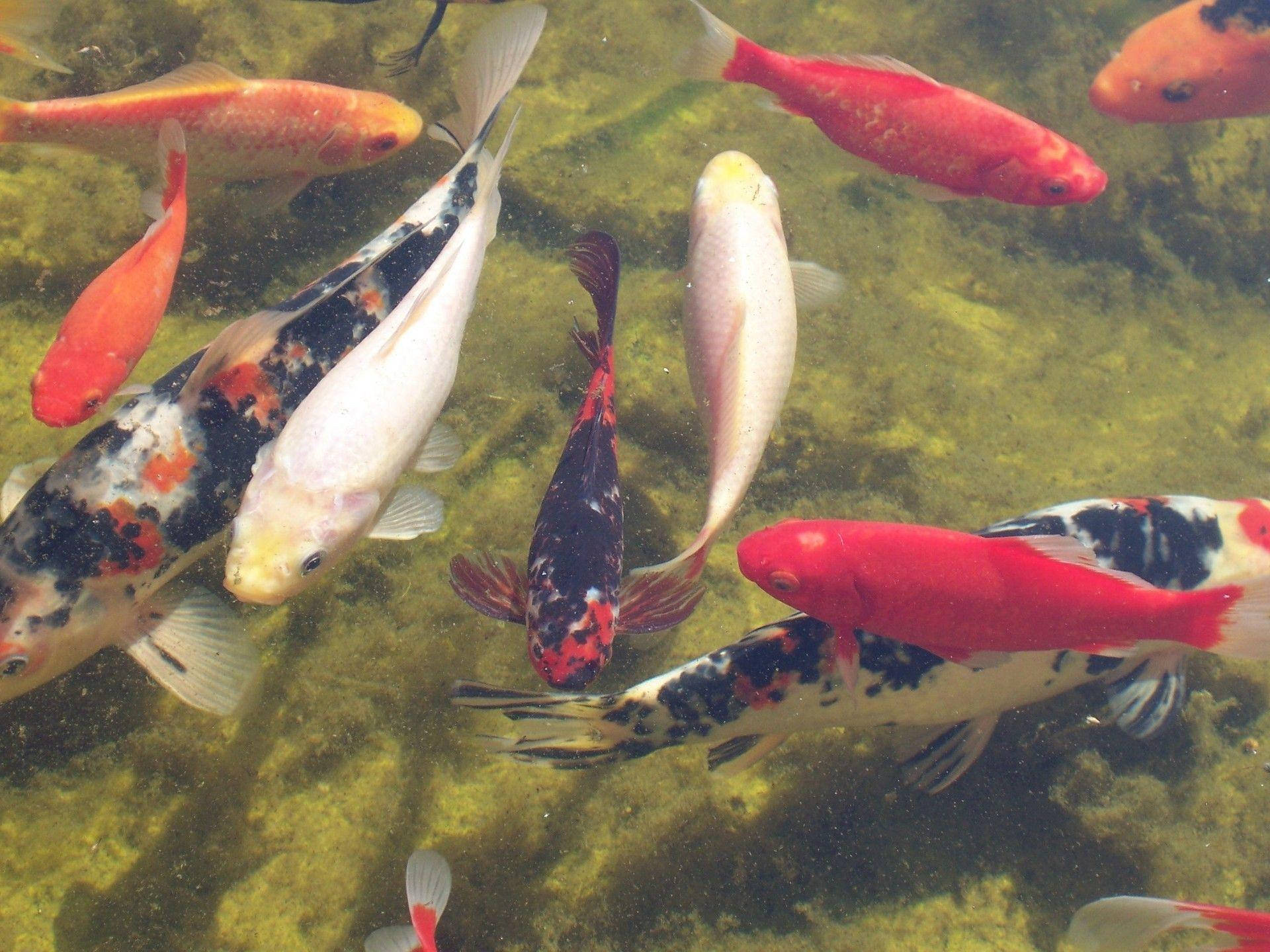 魚 桌布 壁紙 — 色彩鮮豔的錦鯉在清澈的池塘水中優雅地游過佈滿綠色藻類的石頭。