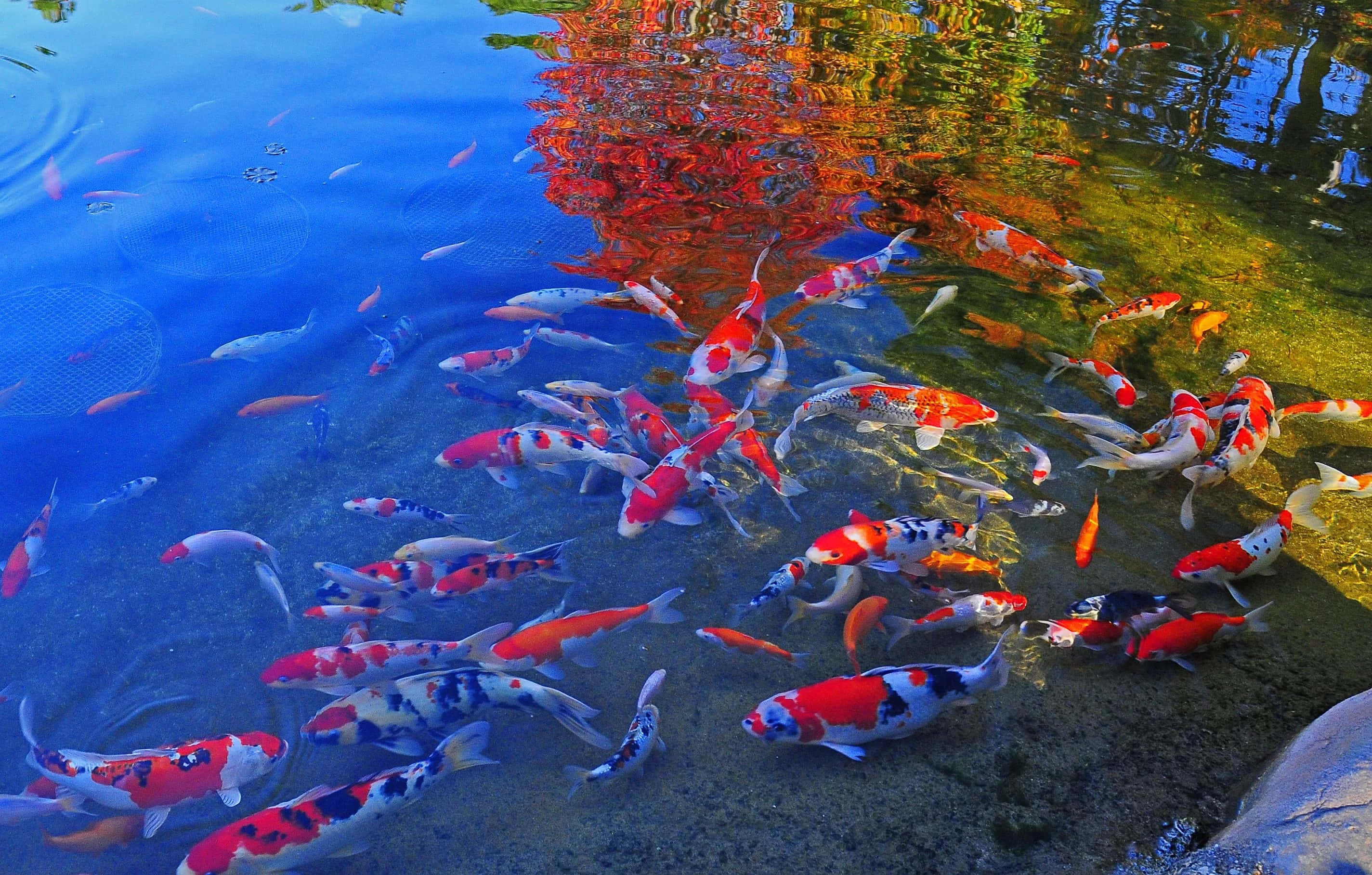 Koi Fish 桌布 壁紙 — 色彩鮮豔的錦鯉在清澈的淺水中優雅地游動，水面倒映著秋日樹木火紅的葉子。