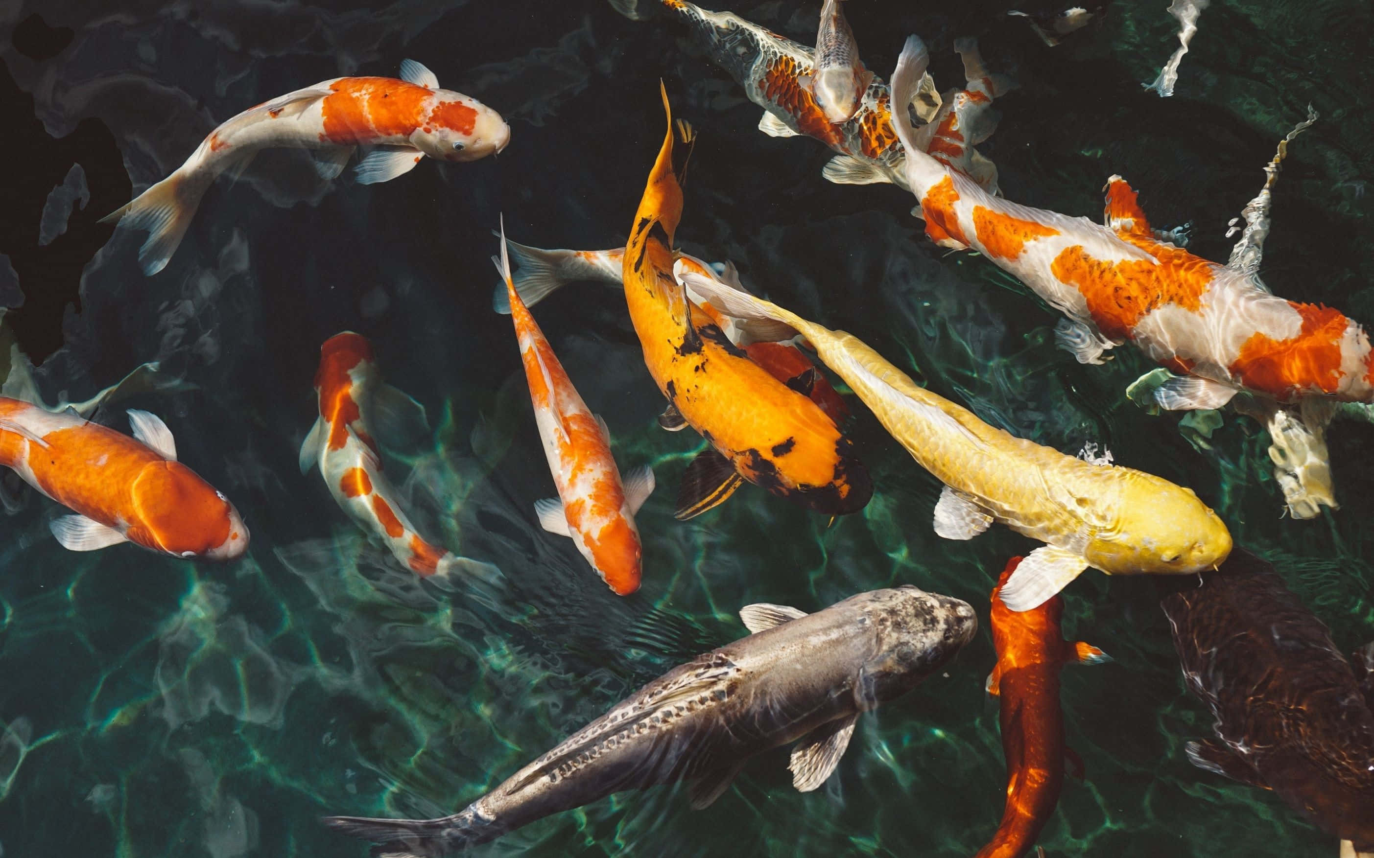 魚 桌布 壁紙 — 色彩鮮豔的錦鯉在清澈的綠水中優雅地游動，陽光在水面上泛起漣漪。