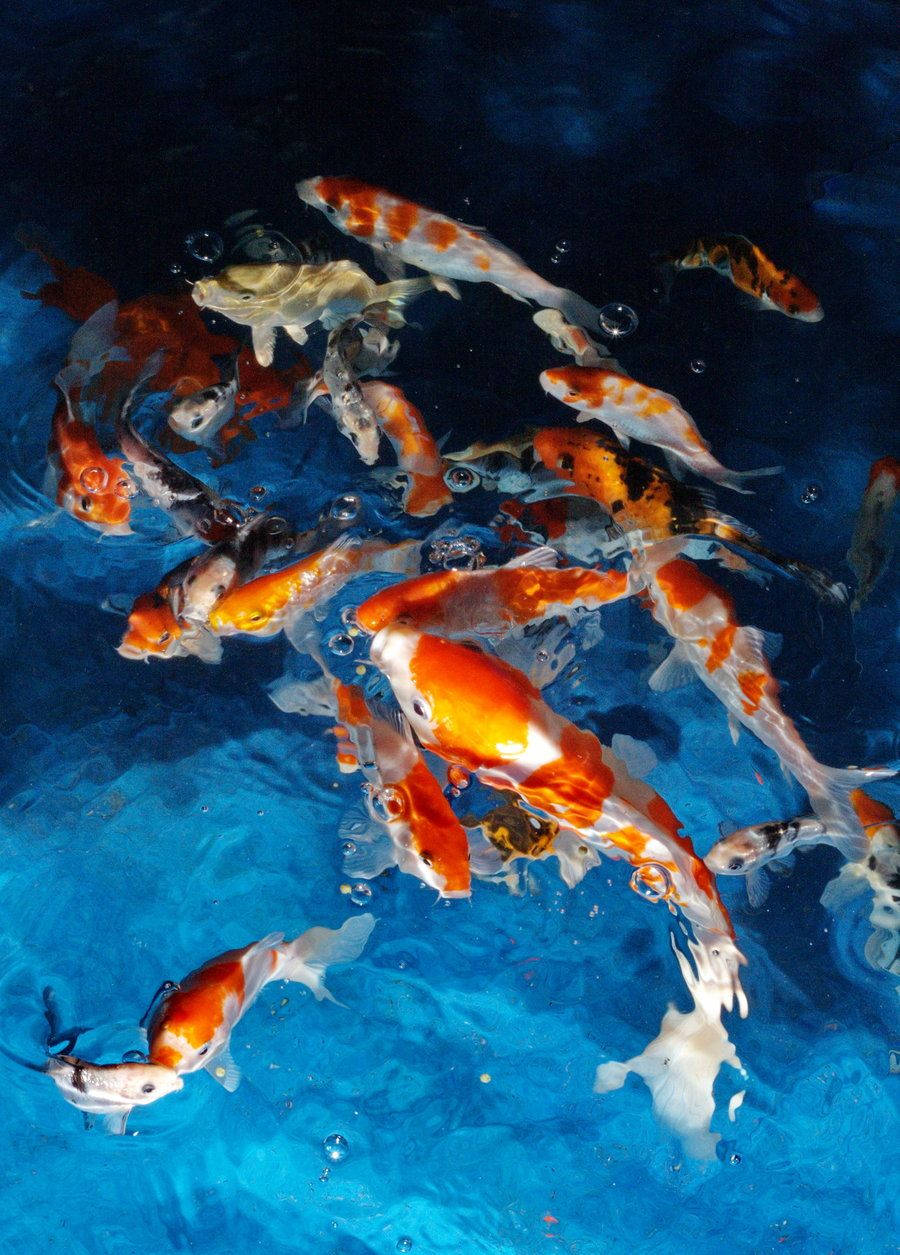 魚 桌布 壁紙 — 色彩鮮豔的錦鯉在清澈的藍色水中優雅地游動，產生輕柔的漣漪和氣泡。