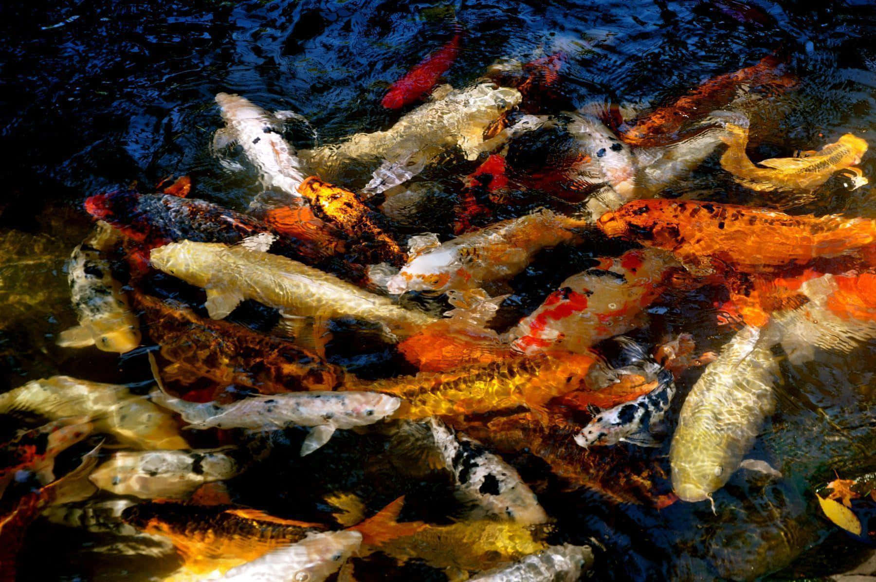 Koi Fish 桌布 壁紙 — 色彩鮮豔的錦鯉在黑暗的池塘中游動，牠們的橙色、白色和黑色鱗片在明亮光線下閃閃發光。