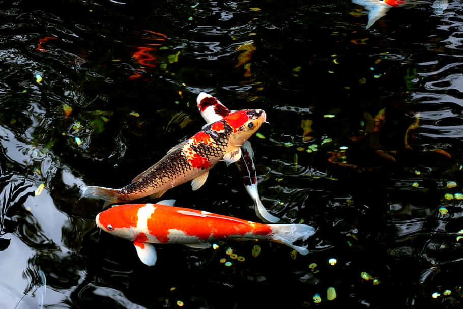 Live Koi Fish 桌布 壁紙 — 色彩鮮豔的錦鯉在點綴著漂浮綠葉和閃爍倒影的深色水中優雅地滑行。