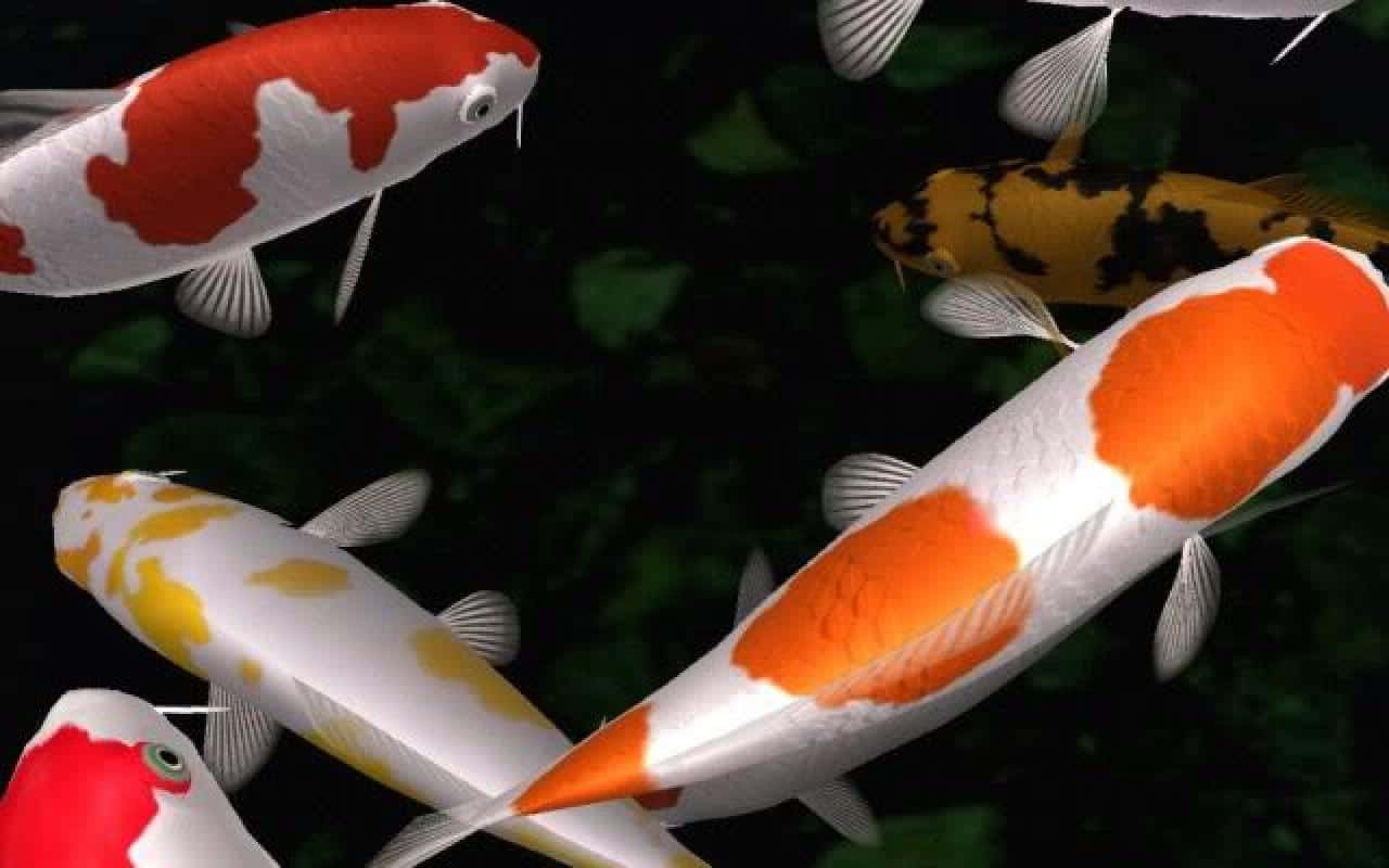 Koi Fish 桌布 壁紙 — 色彩鮮豔的錦鯉帶有橙色、白色和黃色圖案，在深色水中優雅地游動，背景有綠色植物。