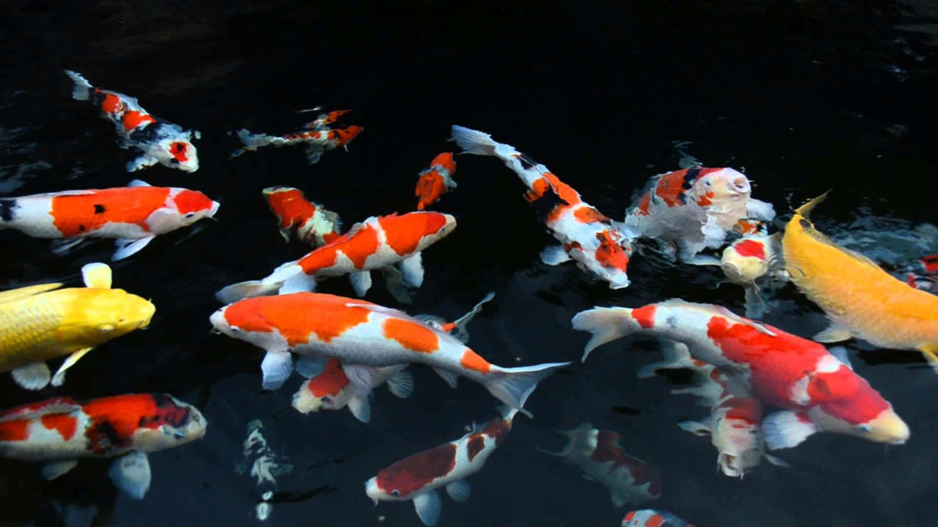 Beautiful Fish 桌布 壁紙 — 色彩鮮豔的錦鯉帶有橙色、白色和黃色圖案，在深色水中優雅游動，營造出寧靜的水中場景。