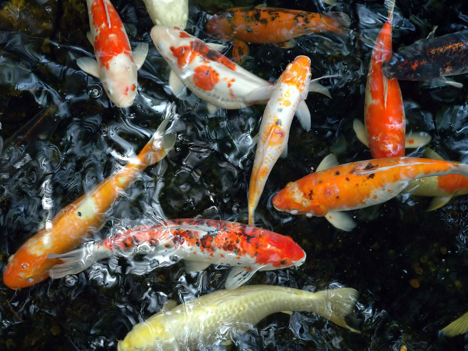 Pond 桌布 壁紙 — 色彩鮮豔的錦鯉帶有橙色、白色和黑色圖案，在黑暗且泛起漣漪的池塘水中優雅地游動。