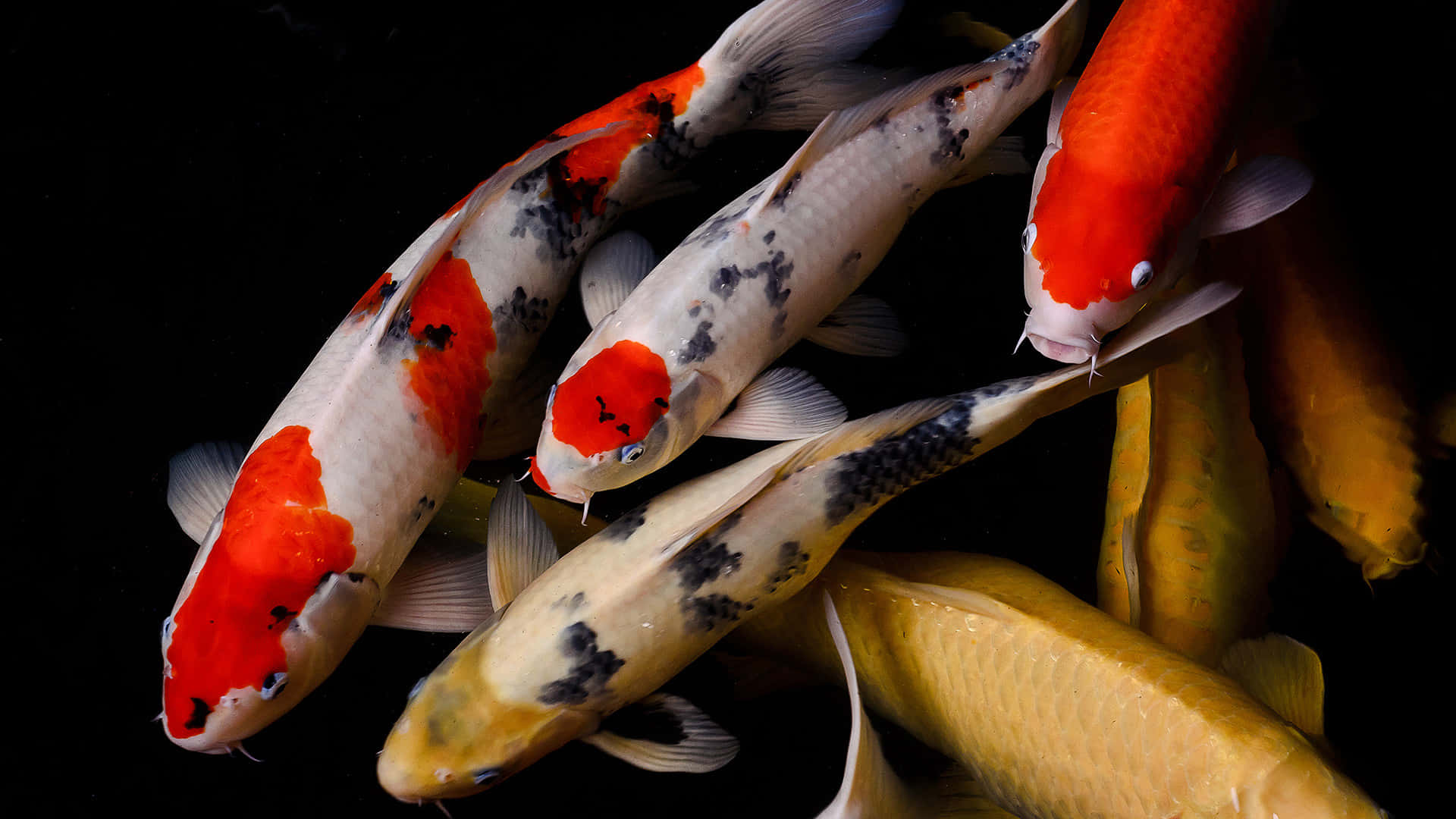 Beautiful Fish 桌布 壁紙 — 色彩鮮豔的錦鯉帶有紅、白、黑圖案，在純黑背景下優雅游動。